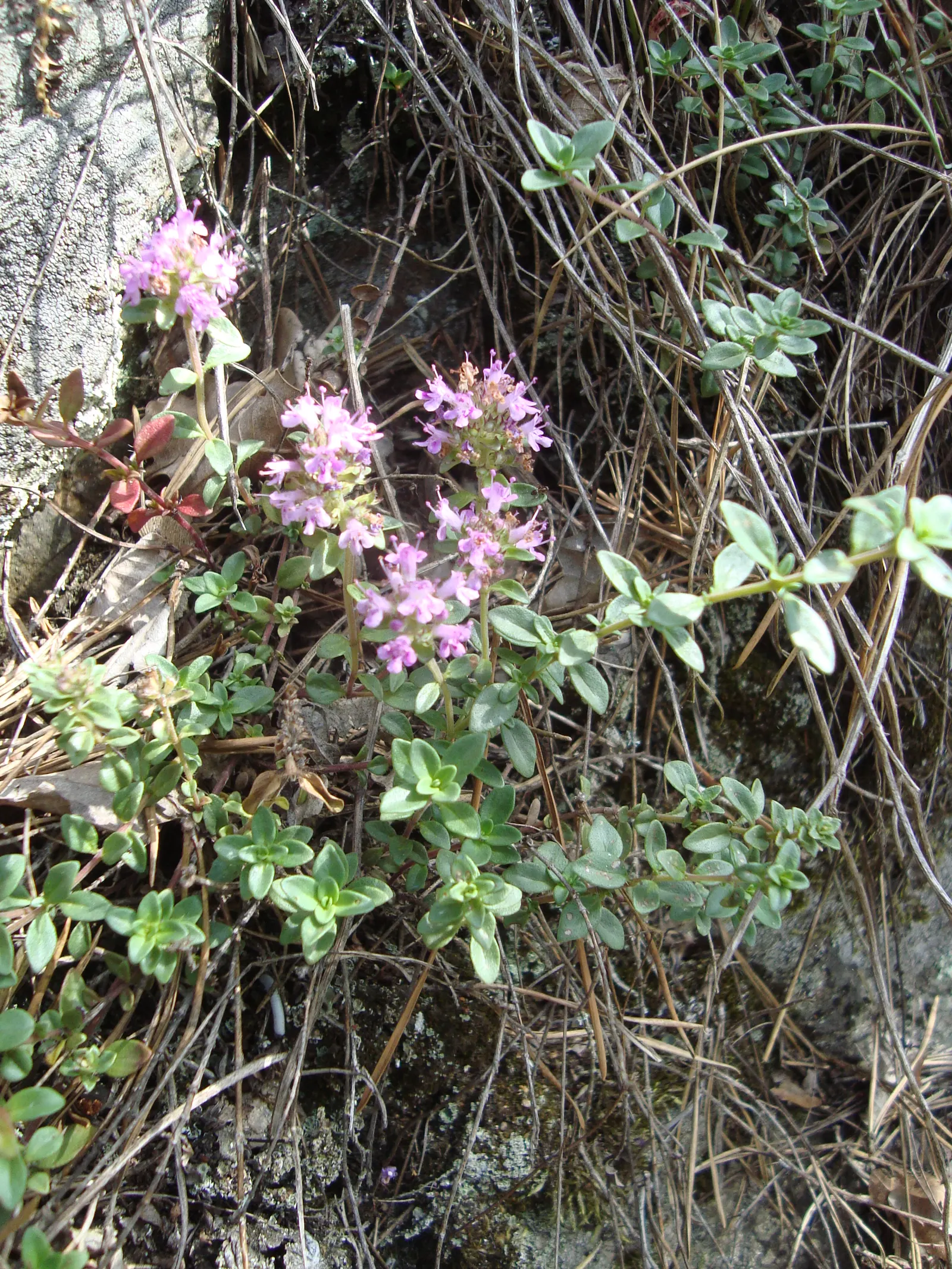 Mother Of Thyme (Thymus Serpyllum) — Mother of Thyme presents a profusion of tiny; ground cover for full