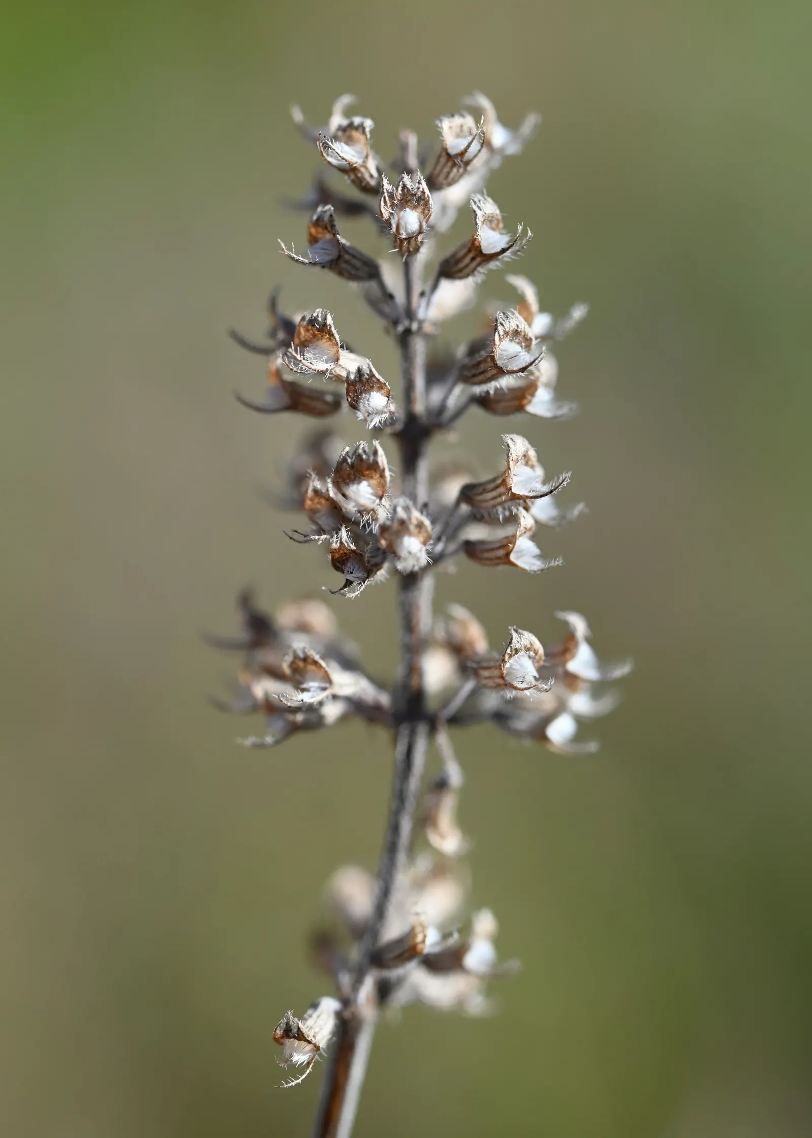 Mother Of Thyme (Thymus Serpyllum) — Ideally suited for creating a fragrant; is a low-growing perennial herb prized for its fragrant foliage and profuse pink