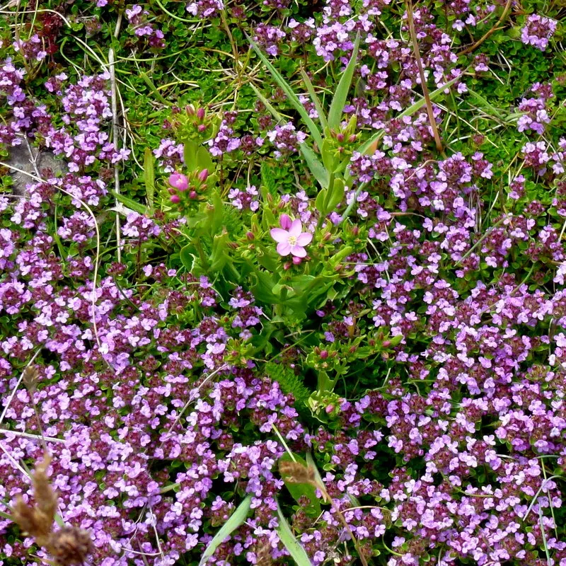 Mother Of Thyme (Thymus Serpyllum) — pink flowers in the garden; ideal for rock gardens and as a lawn substitute, it offers year-round interest and, image 64