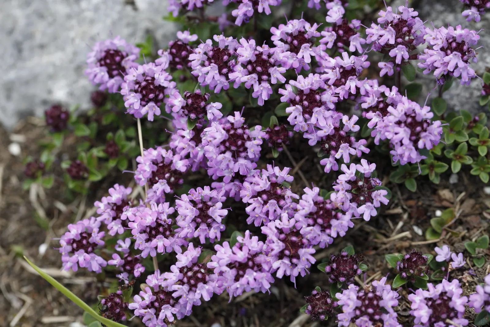Mother Of Thyme (Thymus Serpyllum) — or along borders where its creeping habit can be truly appreciated.<br><br>Flowering from mid to late summer, image 56