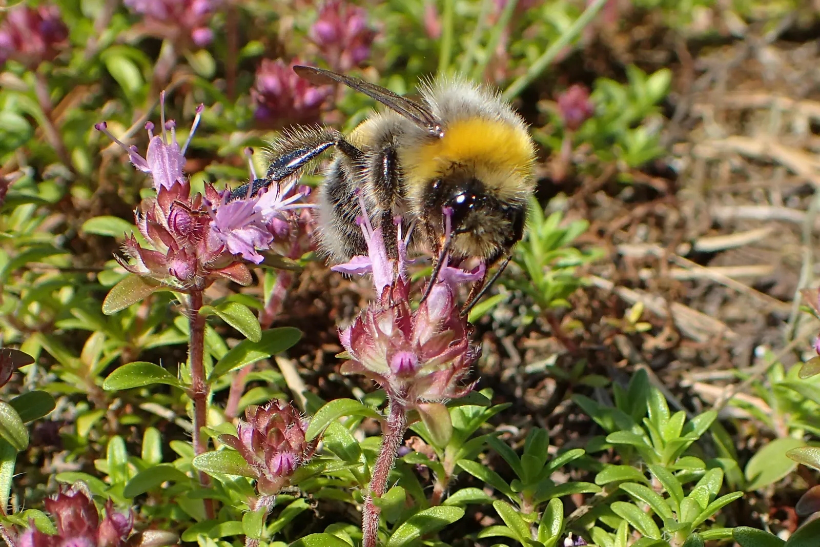 Mother Of Thyme (Thymus Serpyllum) — including bees and butterflies; tubular pink to purple flowers that attract a variety of pollinators, image 81