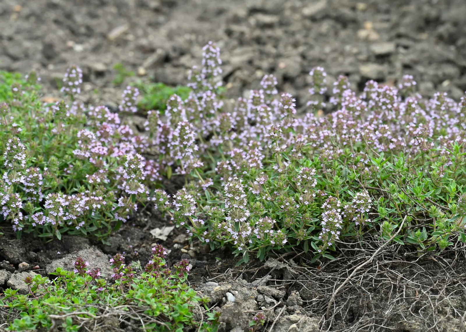 Mother Of Thyme (Thymus Serpyllum) — showcasing its resilience to varying climates; it flourishes in full sun to partial shade and prefers, image 52