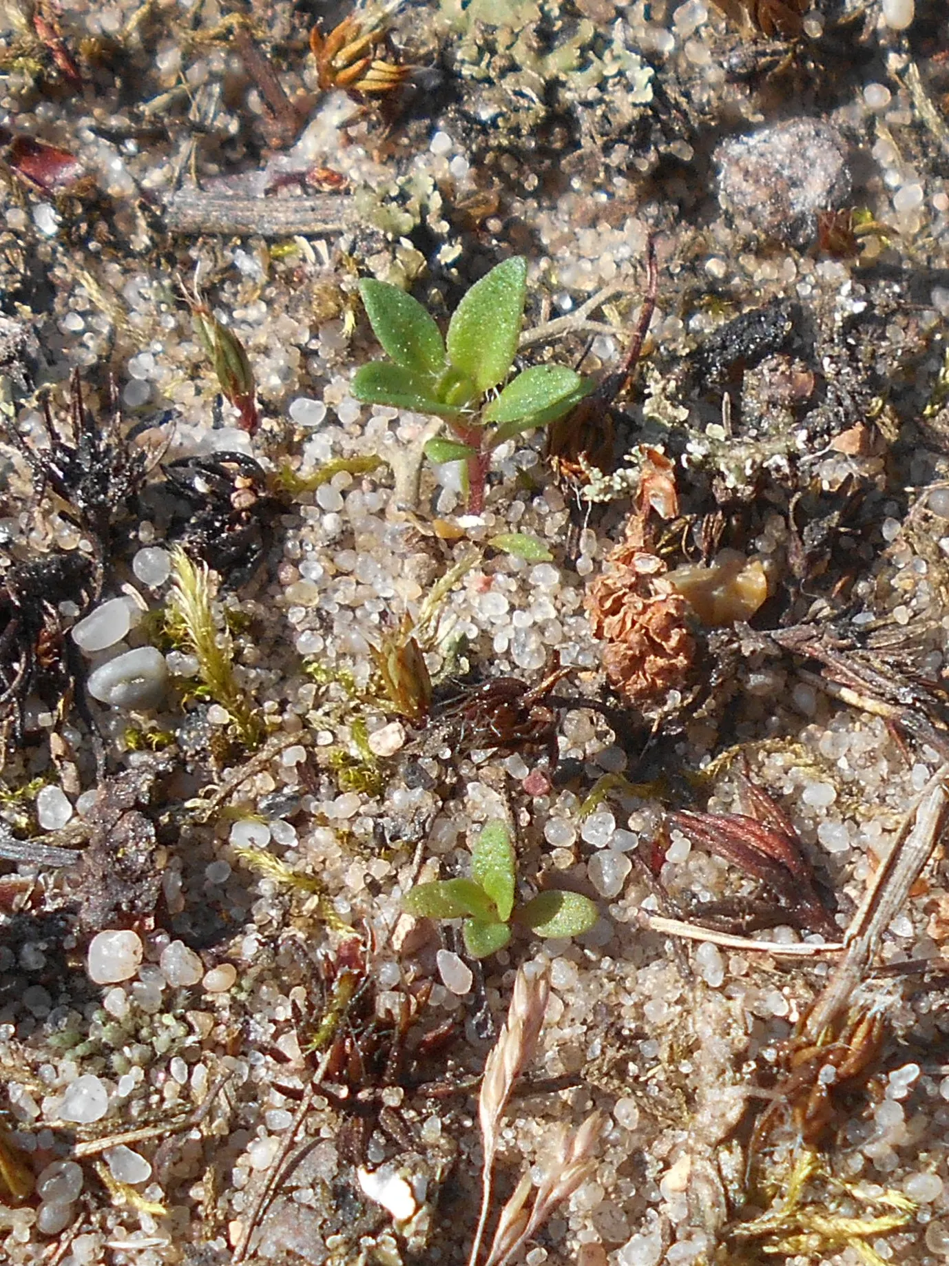 Mother Of Thyme (Thymus Serpyllum) — showcasing its resilience to varying climates; it flourishes in full sun to partial shade and prefers well-drained soil