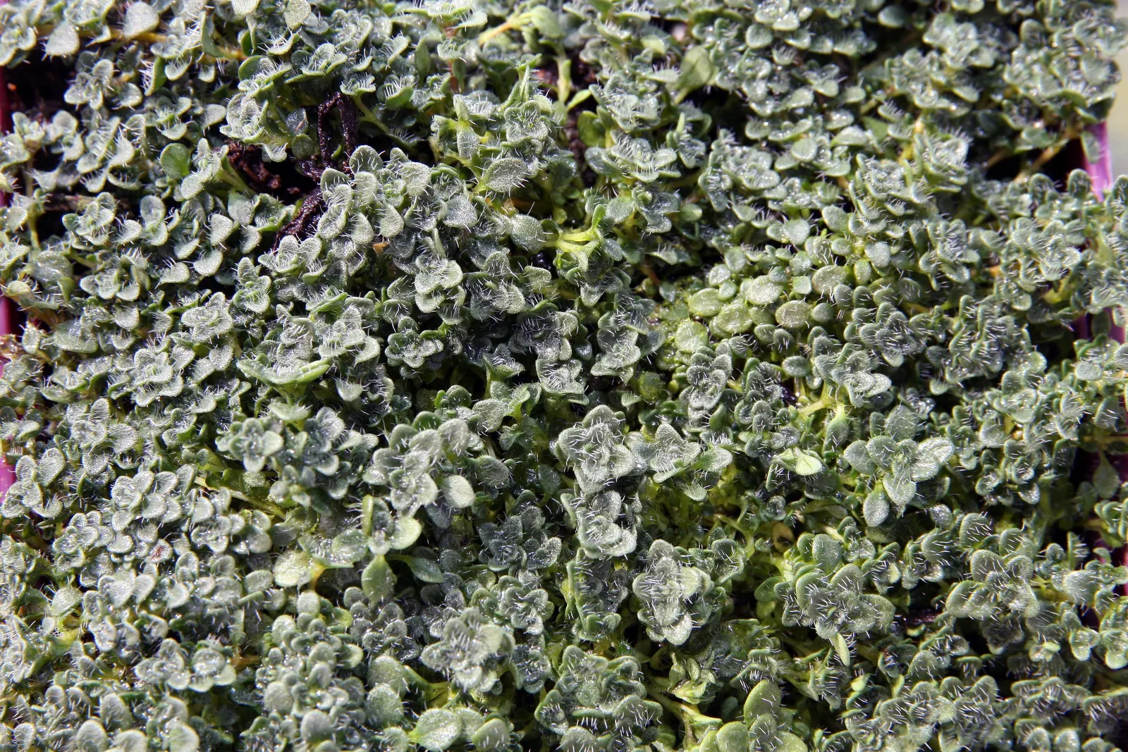 Mother Of Thyme (Thymus Serpyllum) — or along borders where its creeping habit can be truly appreciated.<br><br>Flowering from mid to late summer, image 78