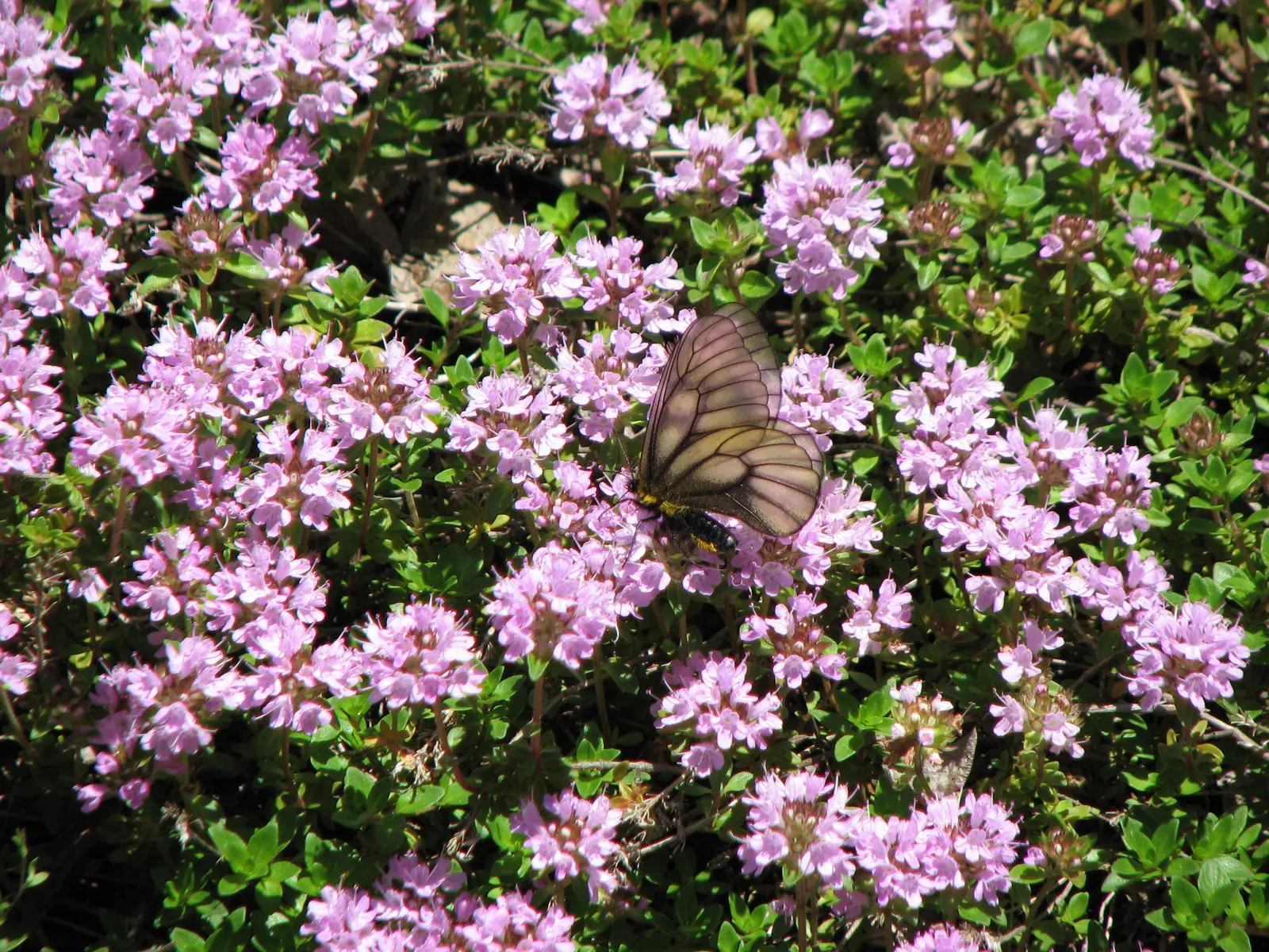 Mother Of Thyme (Thymus Serpyllum) — It flourishes in full sun to partial shade and prefers well-drained soil; consider its spreading tendency and position it