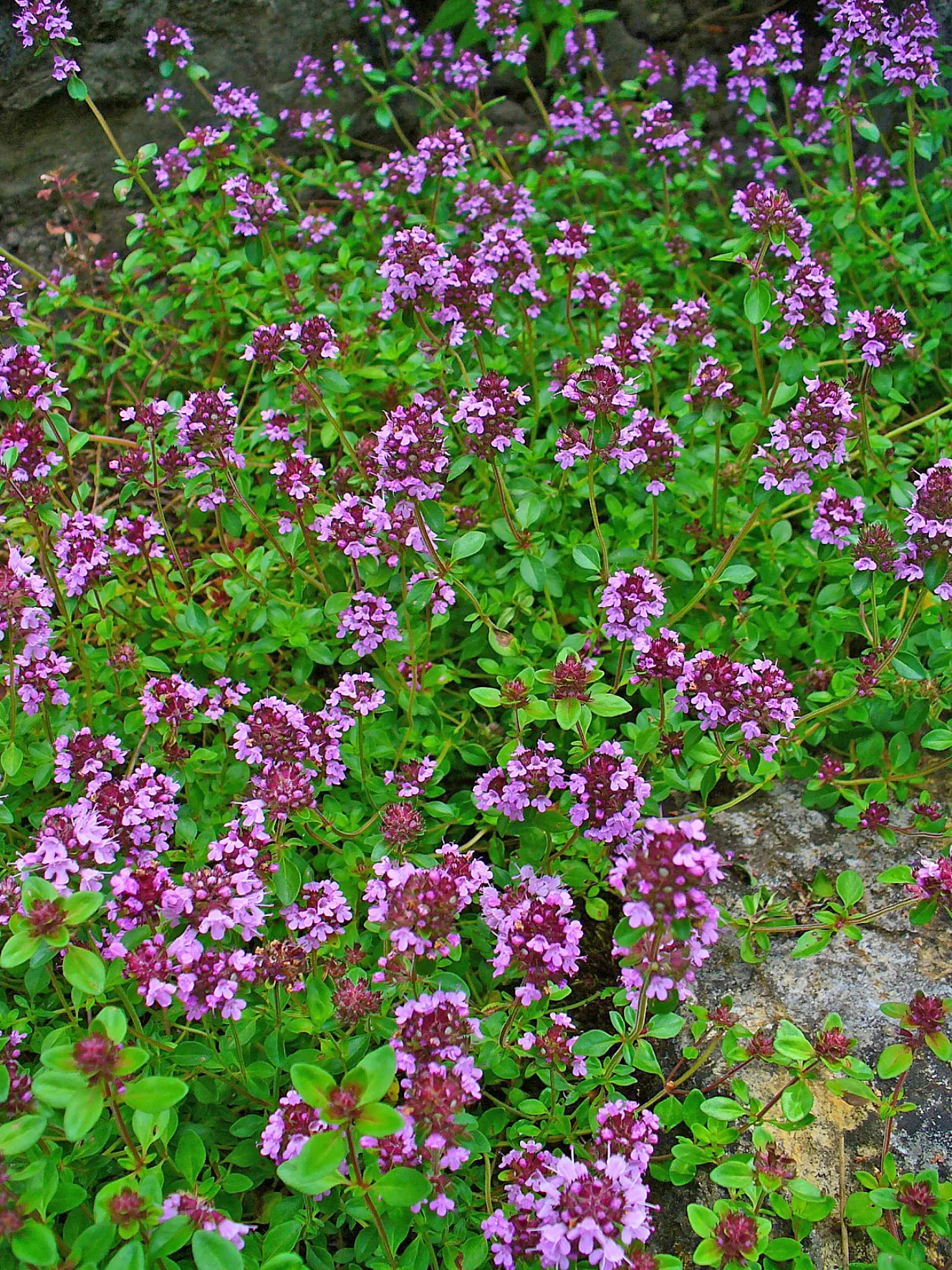 Mother Of Thyme (Thymus Serpyllum) — consider its spreading tendency and position it where it can naturalize; ground cover with pink blooms, image 104