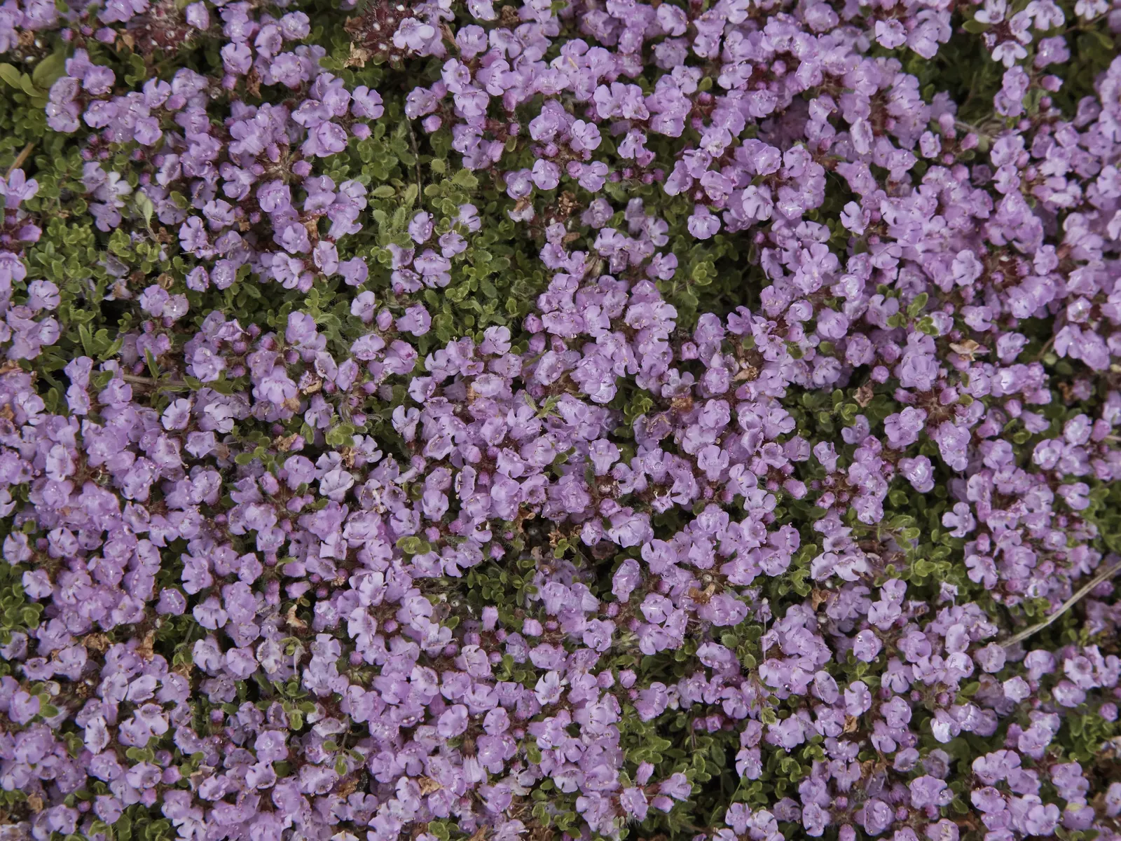 Mother Of Thyme (Thymus Serpyllum) — commonly known as Mother of Thyme