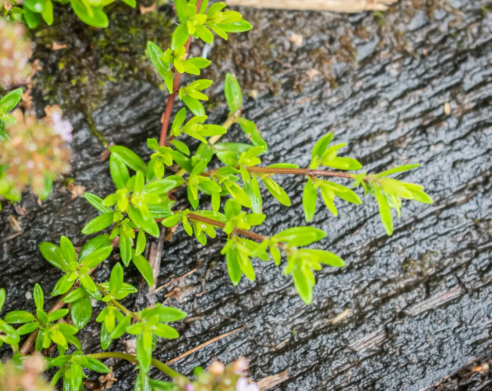 Mother Of Thyme (Thymus Serpyllum) — Ideally suited for creating a fragrant
