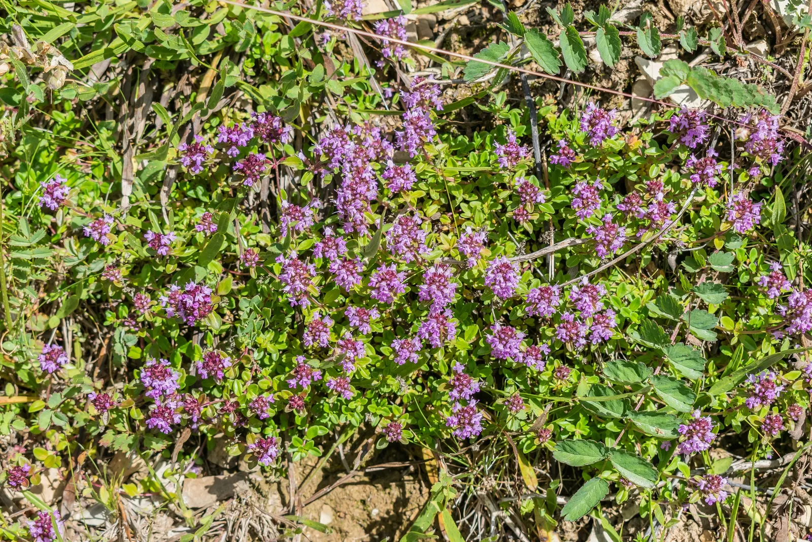 Mother Of Thyme (Thymus Serpyllum) — scientifically known as Thymus serpyllum; a layer of mulch can help retain soil moisture during establishment, image 50