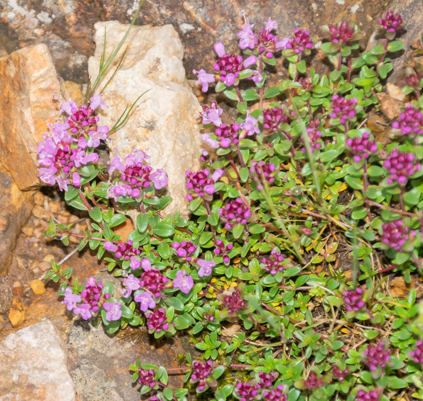 Mother Of Thyme (Thymus Serpyllum) — showcasing its resilience to varying climates; it flourishes in full sun to partial shade and prefers, image 96