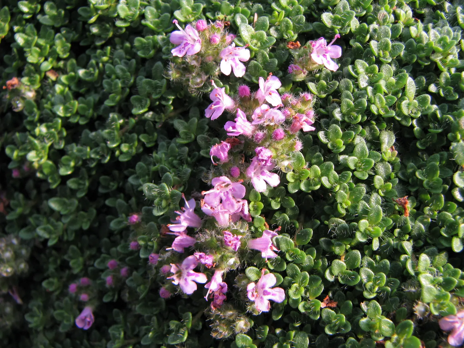 Mother Of Thyme (Thymus Serpyllum) — Ideal for rock gardens and as a lawn substitute, it offers year-round interest and attracts pollinators; although it is