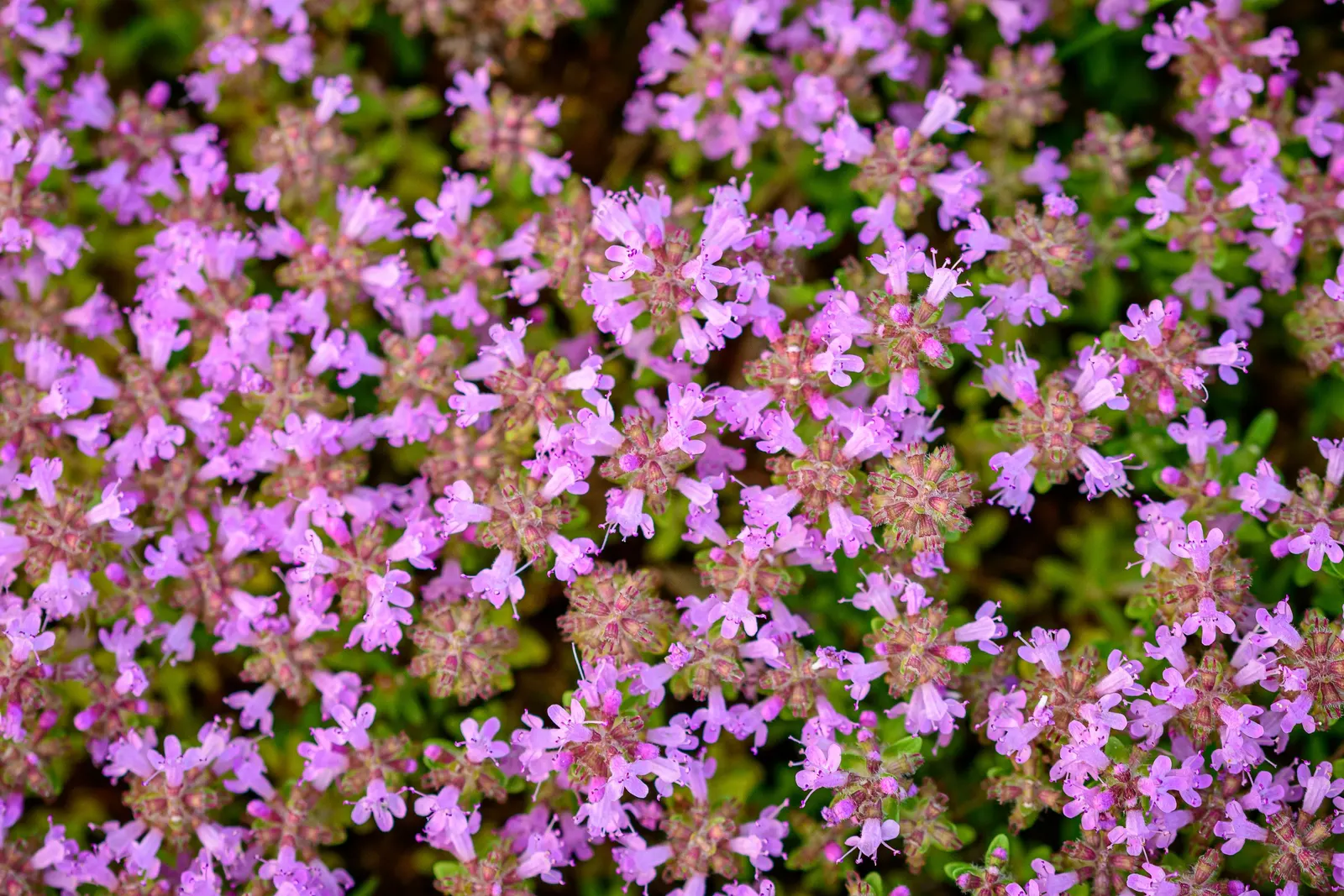 Mother Of Thyme (Thymus Serpyllum) — Mother of Thyme presents a profusion of tiny