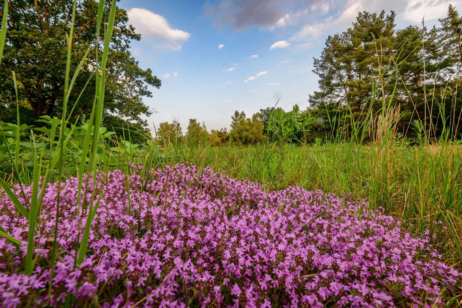 Mother Of Thyme (Thymus Serpyllum) — scientifically known as Thymus serpyllum; a layer of mulch can help retain soil moisture during establishment