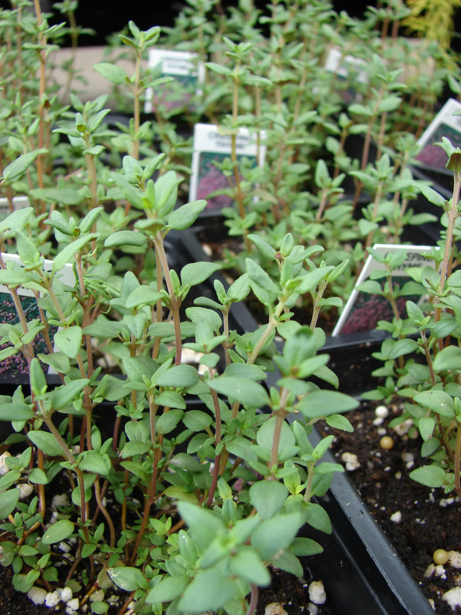 Mother Of Thyme (Thymus Serpyllum) — This drought-tolerant groundcover thrives in zones 4-9, preferring full sun and well-drained soil; it reaches, image 92