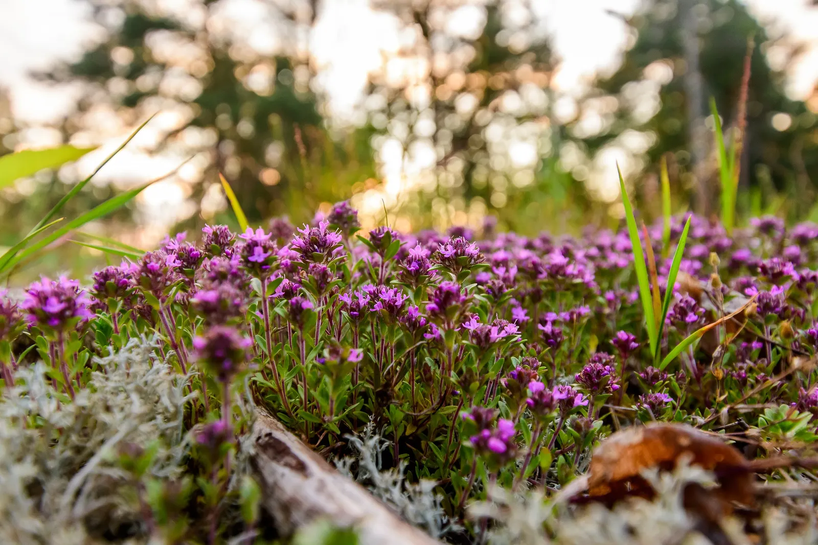 Mother Of Thyme (Thymus Serpyllum) — commonly known as Mother of Thyme; this drought-tolerant groundcover thrives in zones 4-9, preferring full sun and