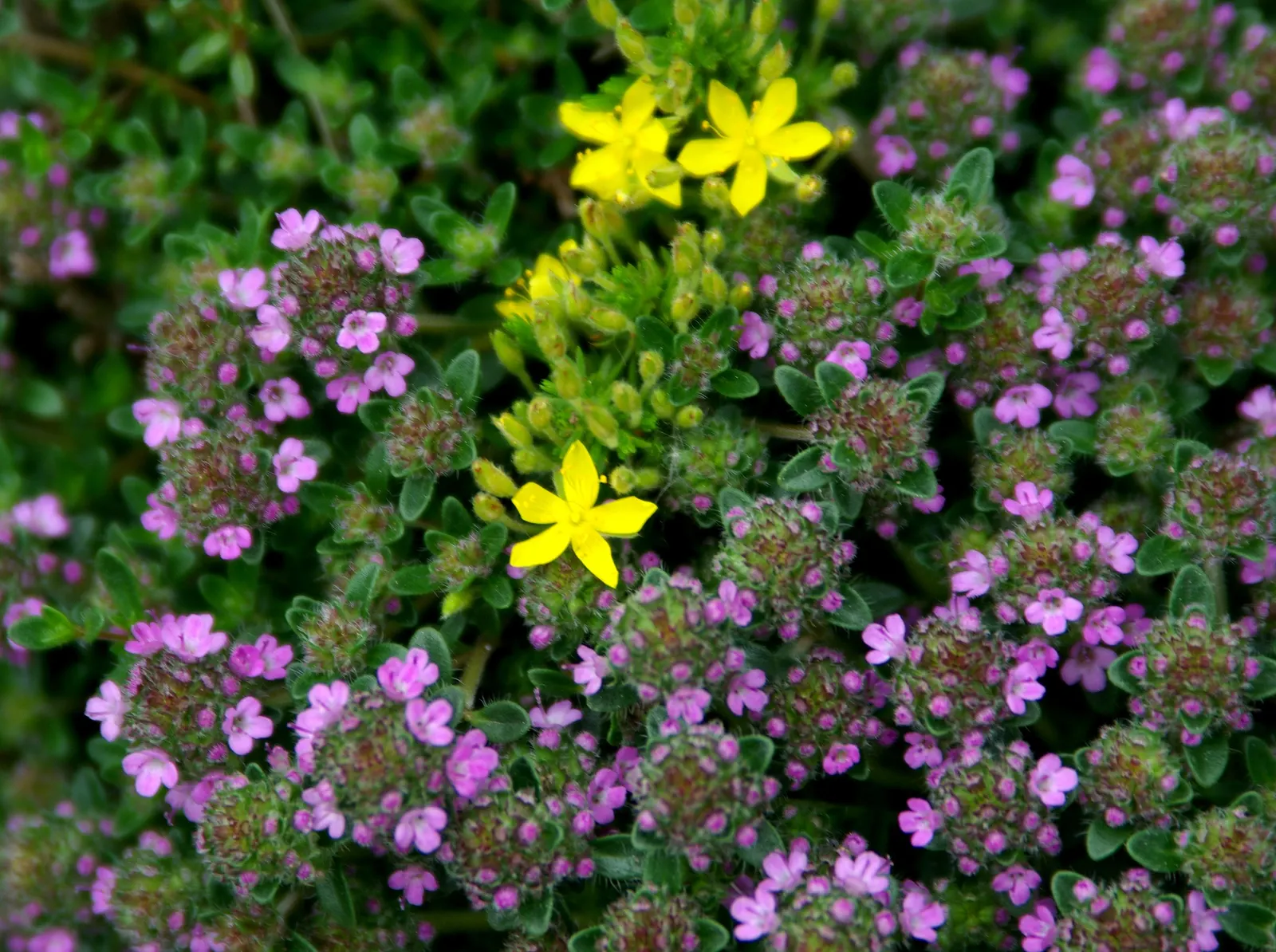 Mother Of Thyme (Thymus Serpyllum) — tubular pink to purple flowers that attract a variety of pollinators; ideally suited for creating a fragrant, image 80