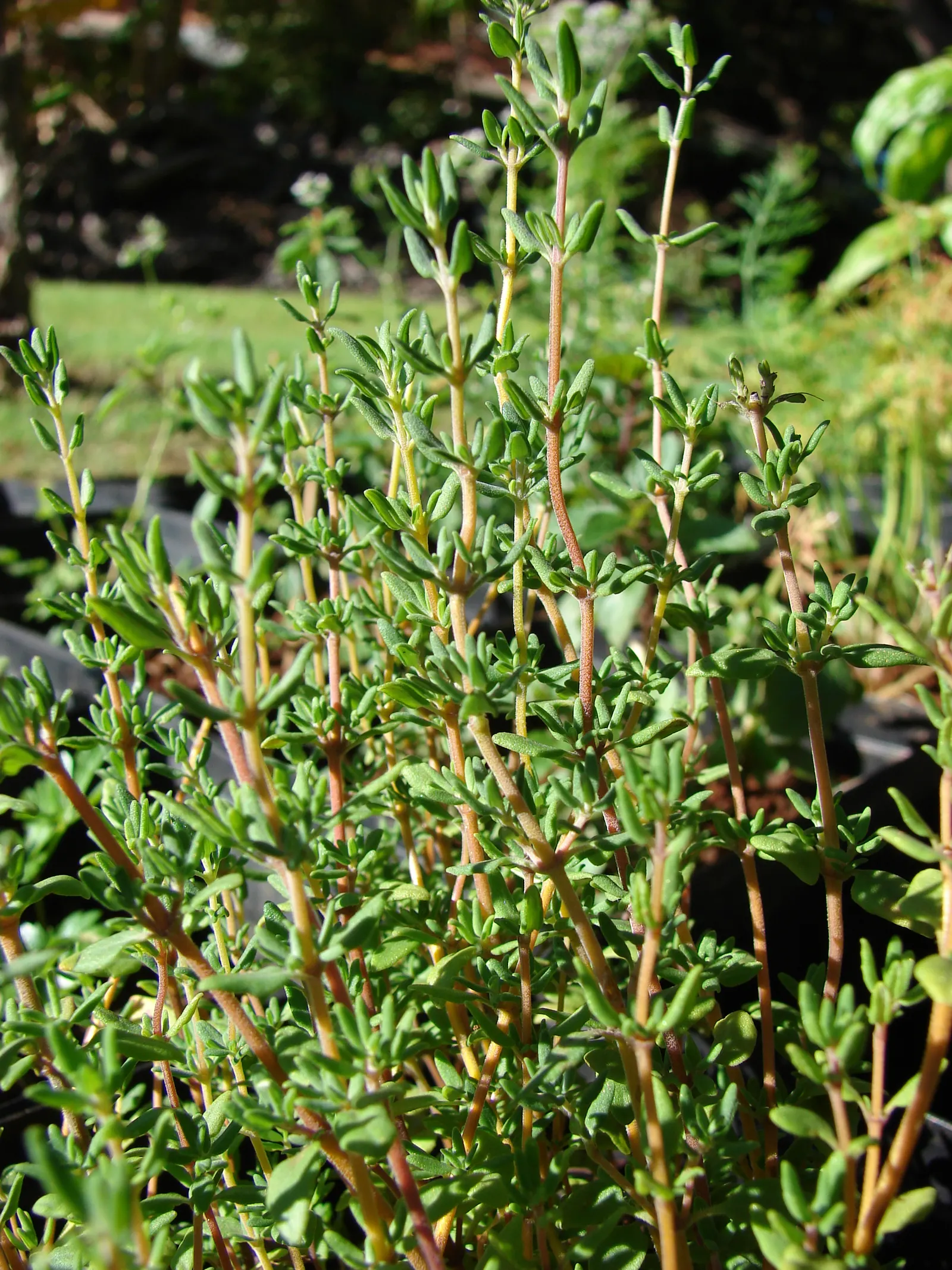 Mother Of Thyme (Thymus Serpyllum) — scientifically known as Thymus serpyllum; a layer of mulch can help retain soil moisture during establishment, image 72