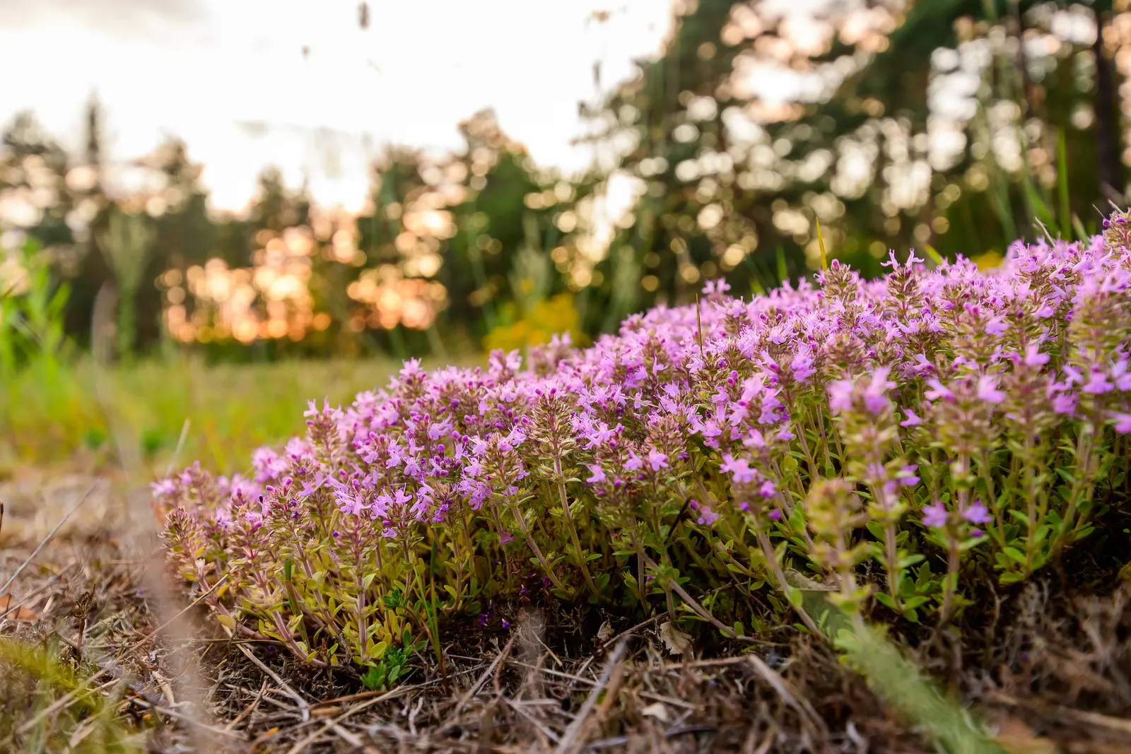 Mother Of Thyme (Thymus Serpyllum) — scientifically known as Thymus serpyllum; a layer of mulch can help retain soil moisture during establishment, image 94