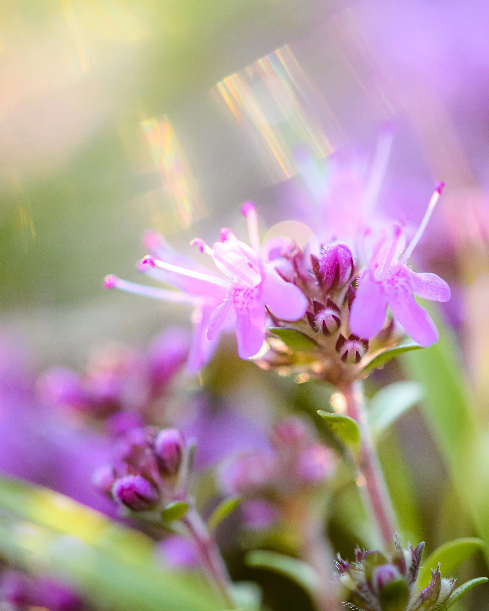 Mother Of Thyme (Thymus Serpyllum) — This makes it an excellent choice for rock gardens