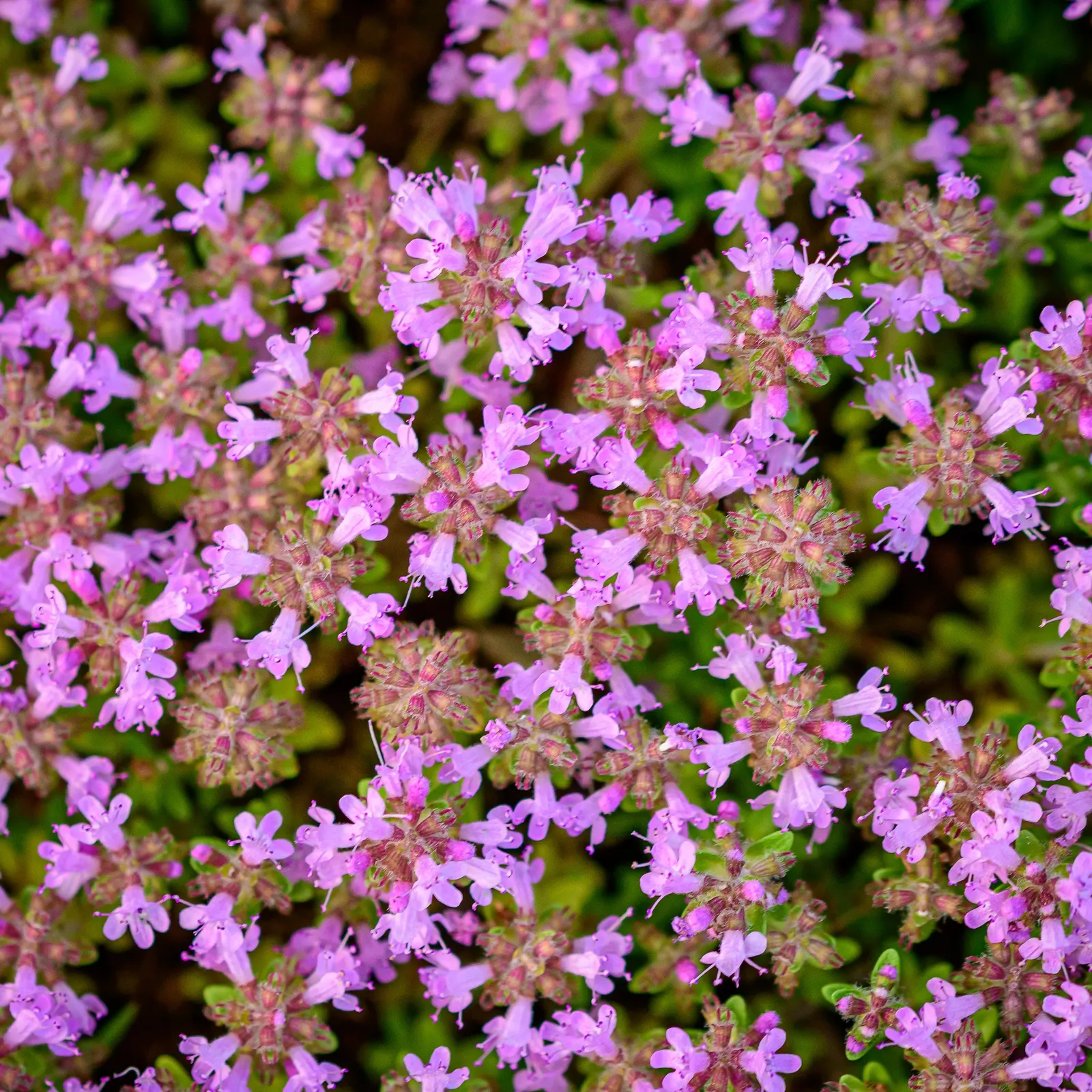 Mother Of Thyme (Thymus Serpyllum) — consider its spreading tendency and position it where it can naturalize; ground cover with pink blooms, image 60