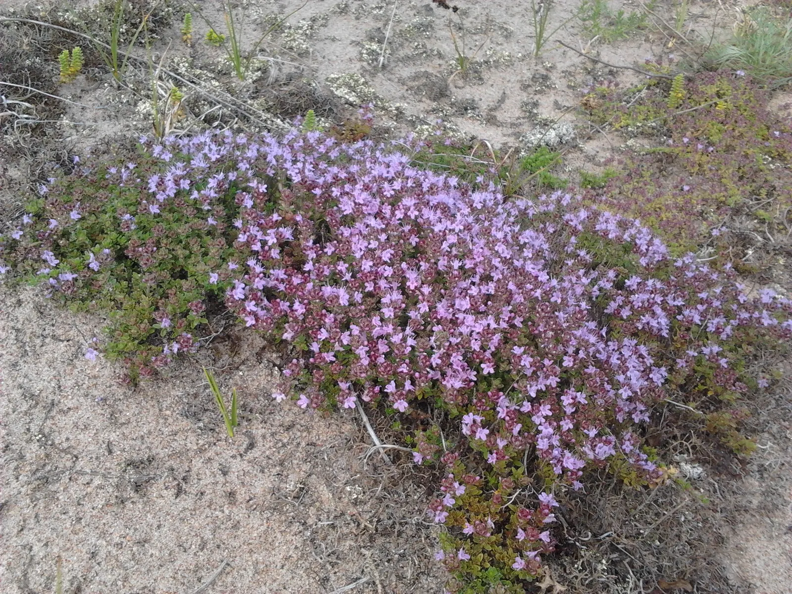 Mother Of Thyme (Thymus Serpyllum) — Ideal for rock gardens and as a lawn substitute, it offers year-round interest and attracts pollinators, image 71