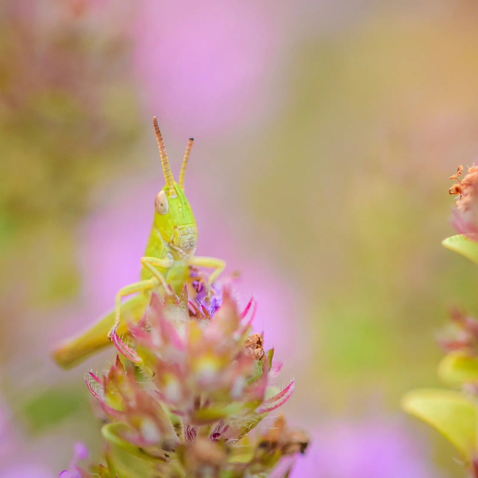 Mother Of Thyme (Thymus Serpyllum) — Mother of Thyme presents a profusion of tiny; ground cover for full, image 79