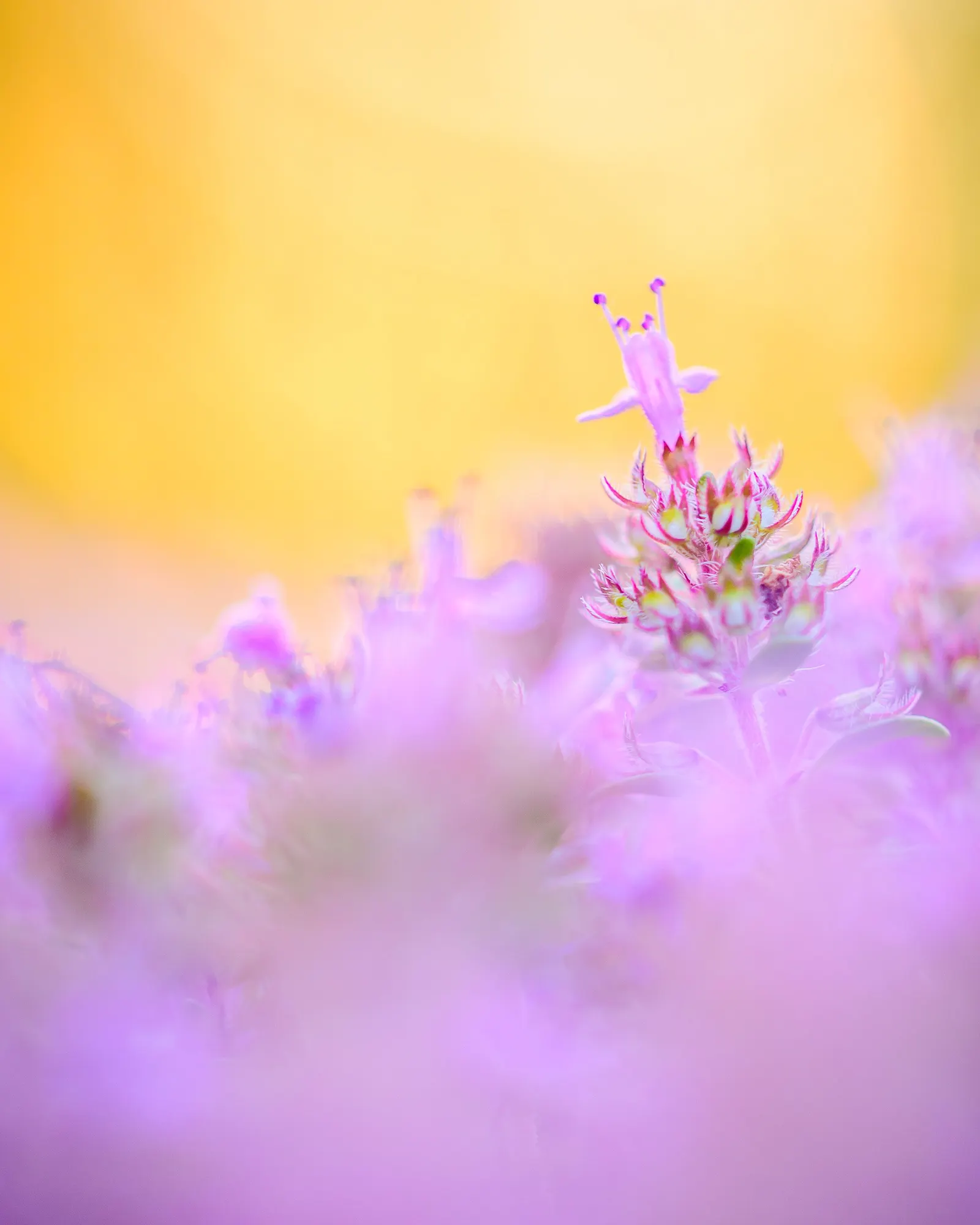 Mother Of Thyme (Thymus Serpyllum) — Ideally suited for creating a fragrant; is a low-growing perennial herb prized for its fragrant foliage and, image 95