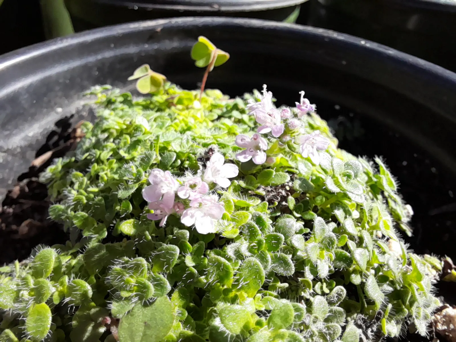 Mother Of Thyme (Thymus Serpyllum) — This drought-tolerant groundcover thrives in zones 4-9, preferring full sun and well-drained soil; it reaches, image 48
