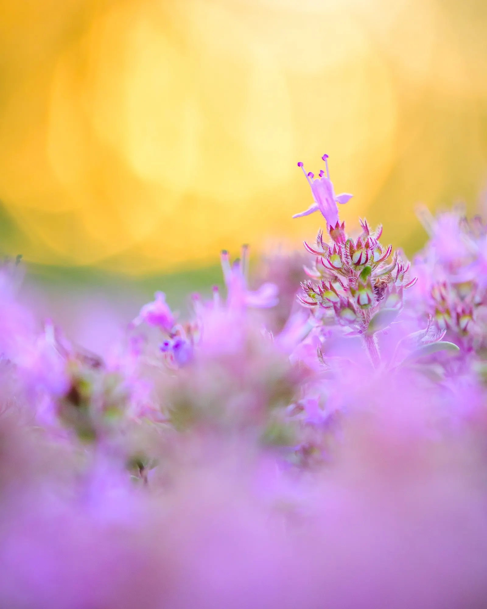 Mother Of Thyme (Thymus Serpyllum) — Mother of Thyme presents a profusion of tiny; ground cover for full, image 101