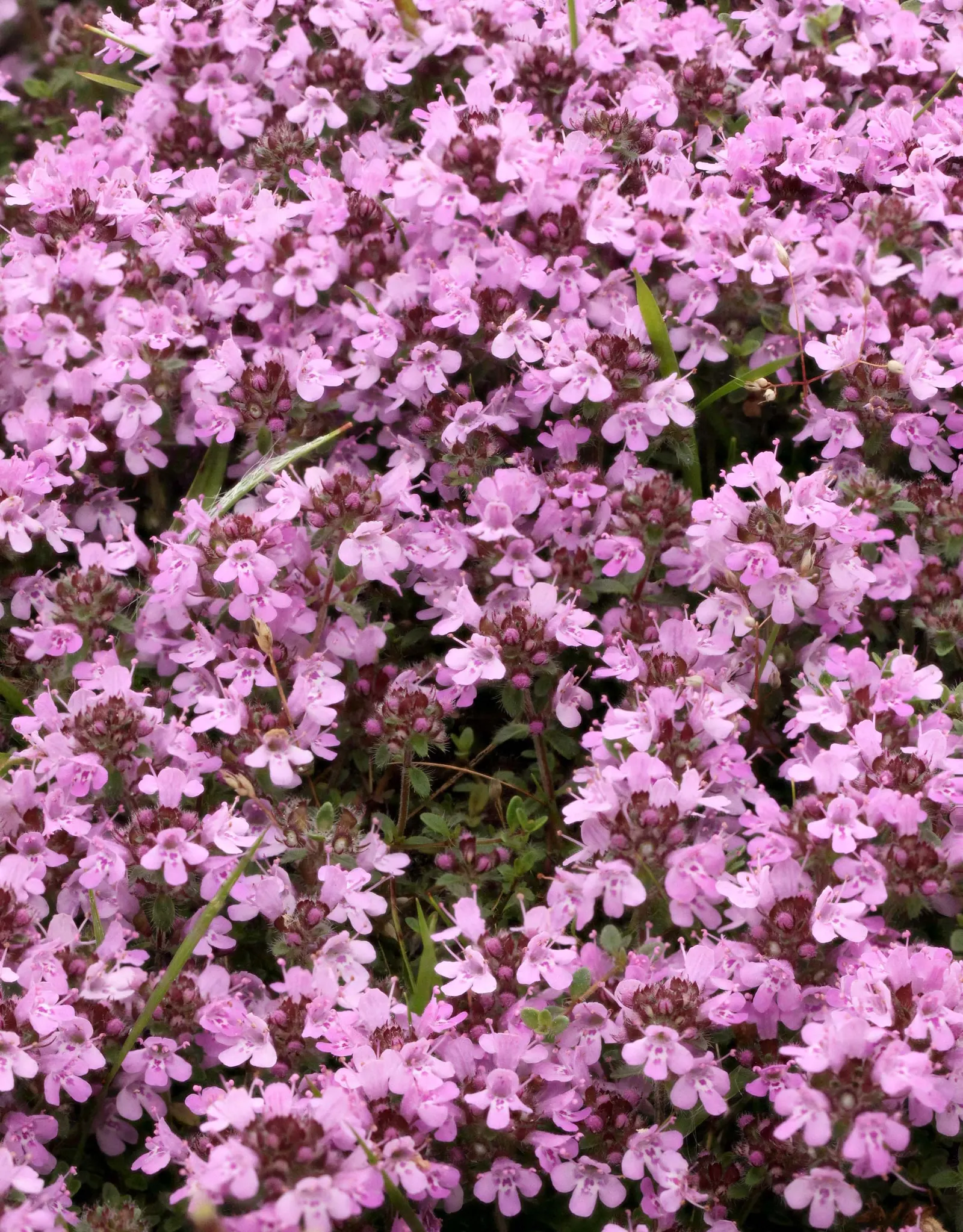 Mother Of Thyme (Thymus Serpyllum) — although it is notably drought-tolerant once established