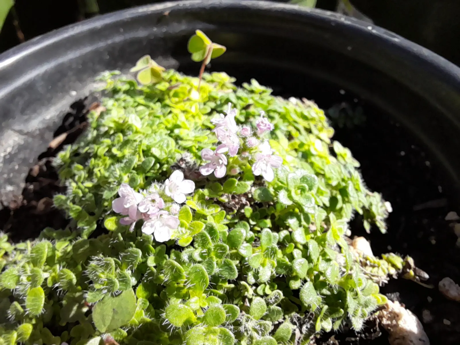 Mother Of Thyme (Thymus Serpyllum) — A layer of mulch can help retain soil moisture during establishment; scientifically known as Thymus serpyllum