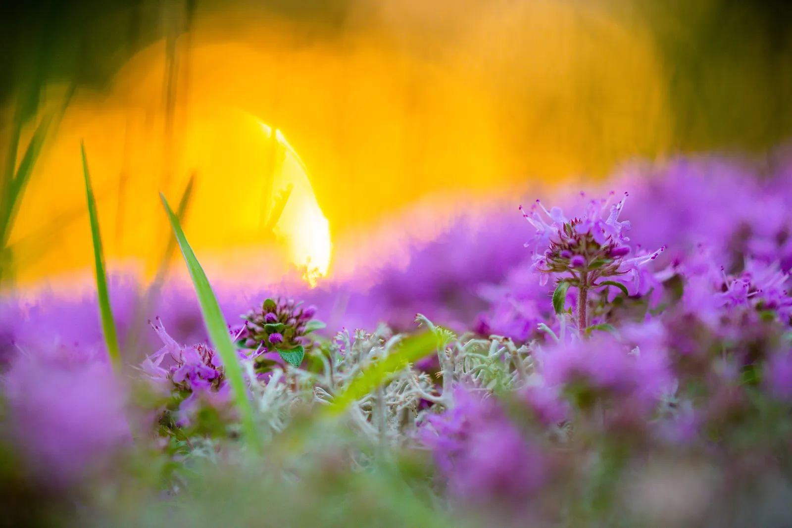 Mother Of Thyme (Thymus Serpyllum) — including bees and butterflies; tubular pink to purple flowers that attract a variety of pollinators