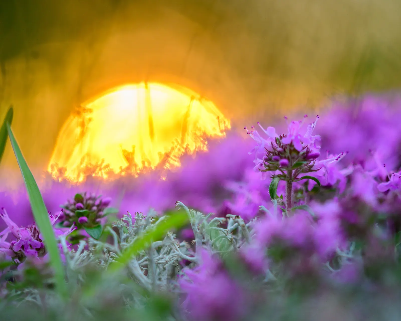 Mother Of Thyme (Thymus Serpyllum) — commonly known as Mother of Thyme; this drought-tolerant groundcover thrives in zones 4-9, preferring full sun, image 45