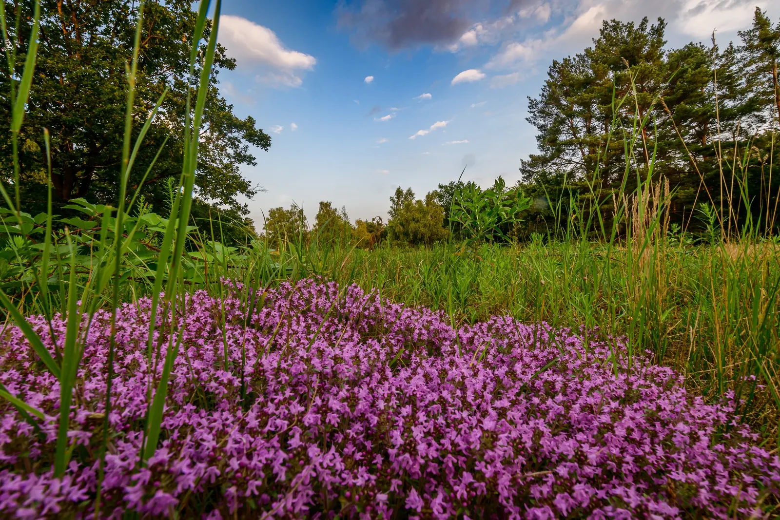 Mother Of Thyme (Thymus Serpyllum) — including bees and butterflies