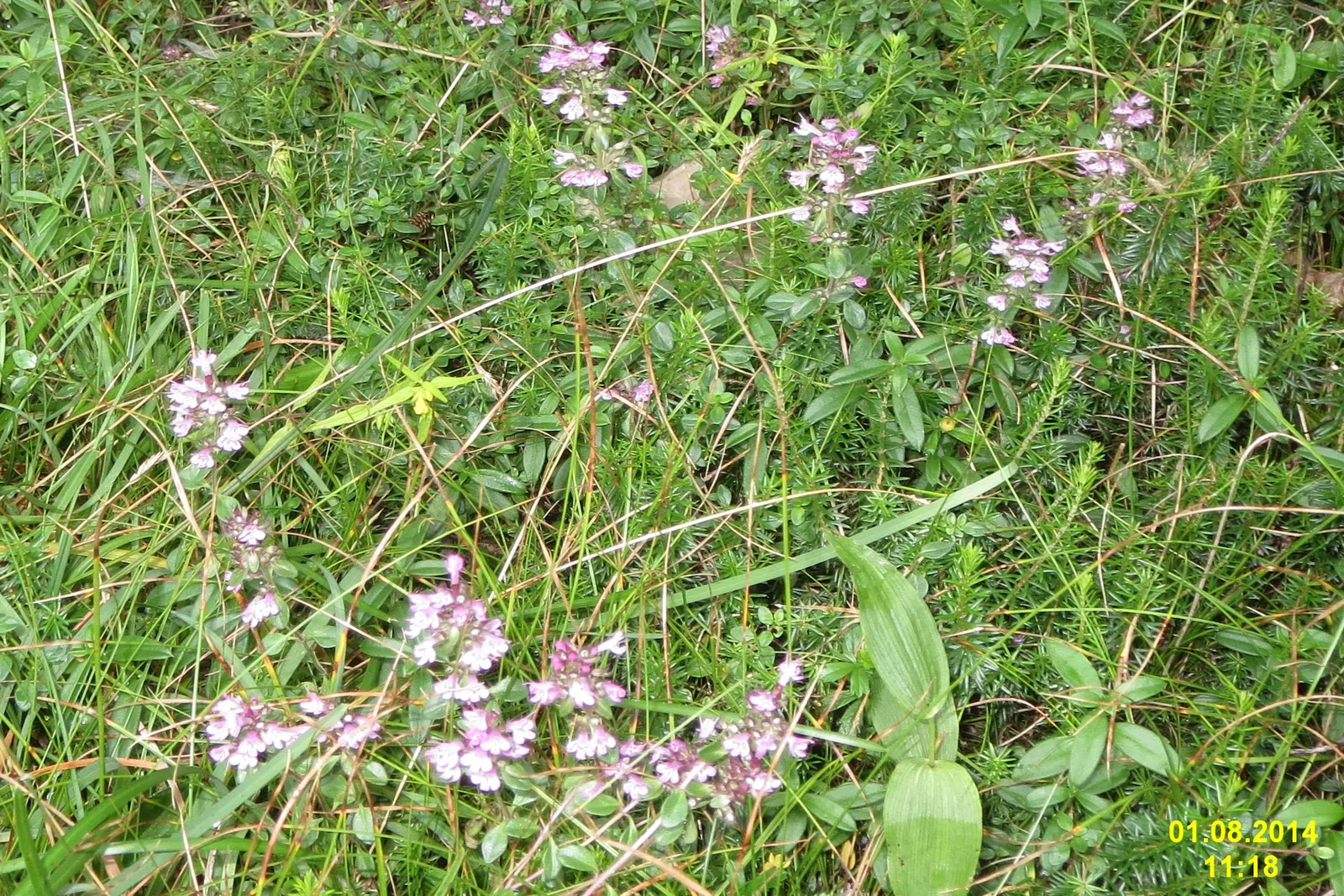 Mother Of Thyme (Thymus Serpyllum) — This drought-tolerant groundcover thrives in zones 4-9, preferring full sun and well-drained soil; it reaches a mature