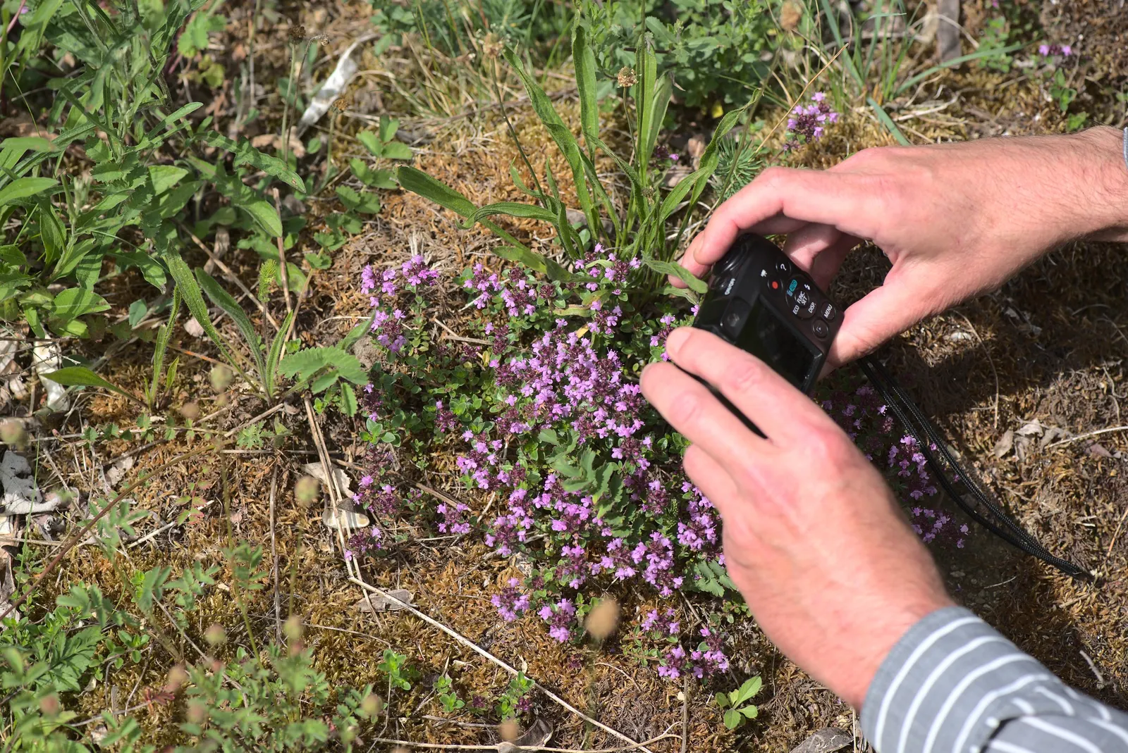 Mother Of Thyme (Thymus Serpyllum) — tubular pink to purple flowers that attract a variety of pollinators; ideally suited for creating a fragrant, image 102