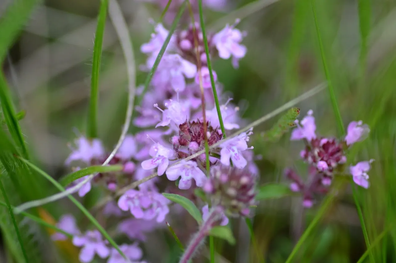 Mother Of Thyme (Thymus Serpyllum) — This makes it an excellent choice for rock gardens; showcasing its resilience to varying climates, image 99