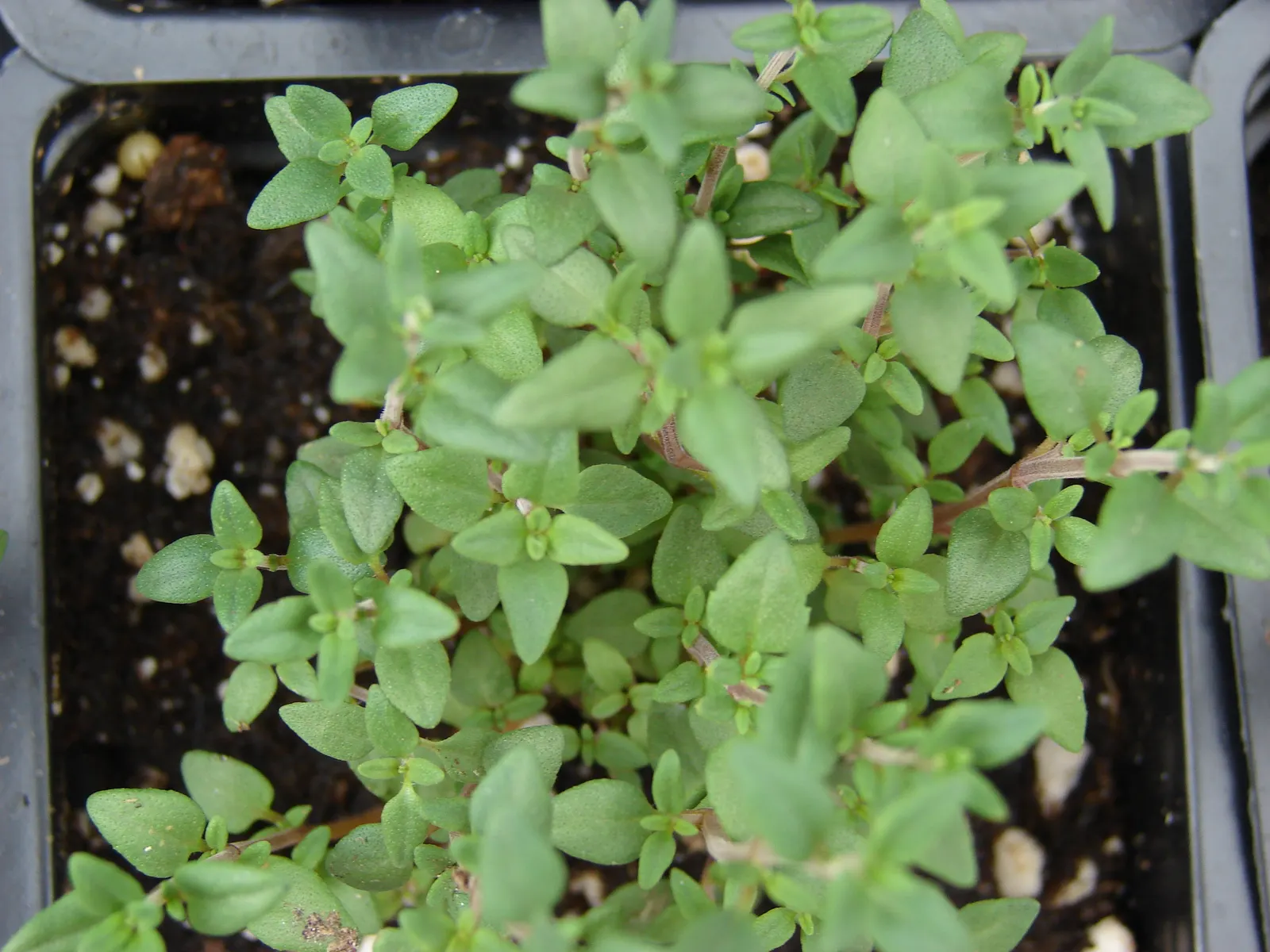 Mother Of Thyme (Thymus Serpyllum) — consider its spreading tendency and position it where it can naturalize; ground cover with pink blooms, image 82