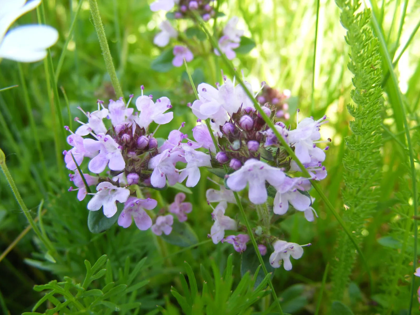 Mother Of Thyme (Thymus Serpyllum) — including bees and butterflies; tubular pink to purple flowers that attract a variety of pollinators, image 59