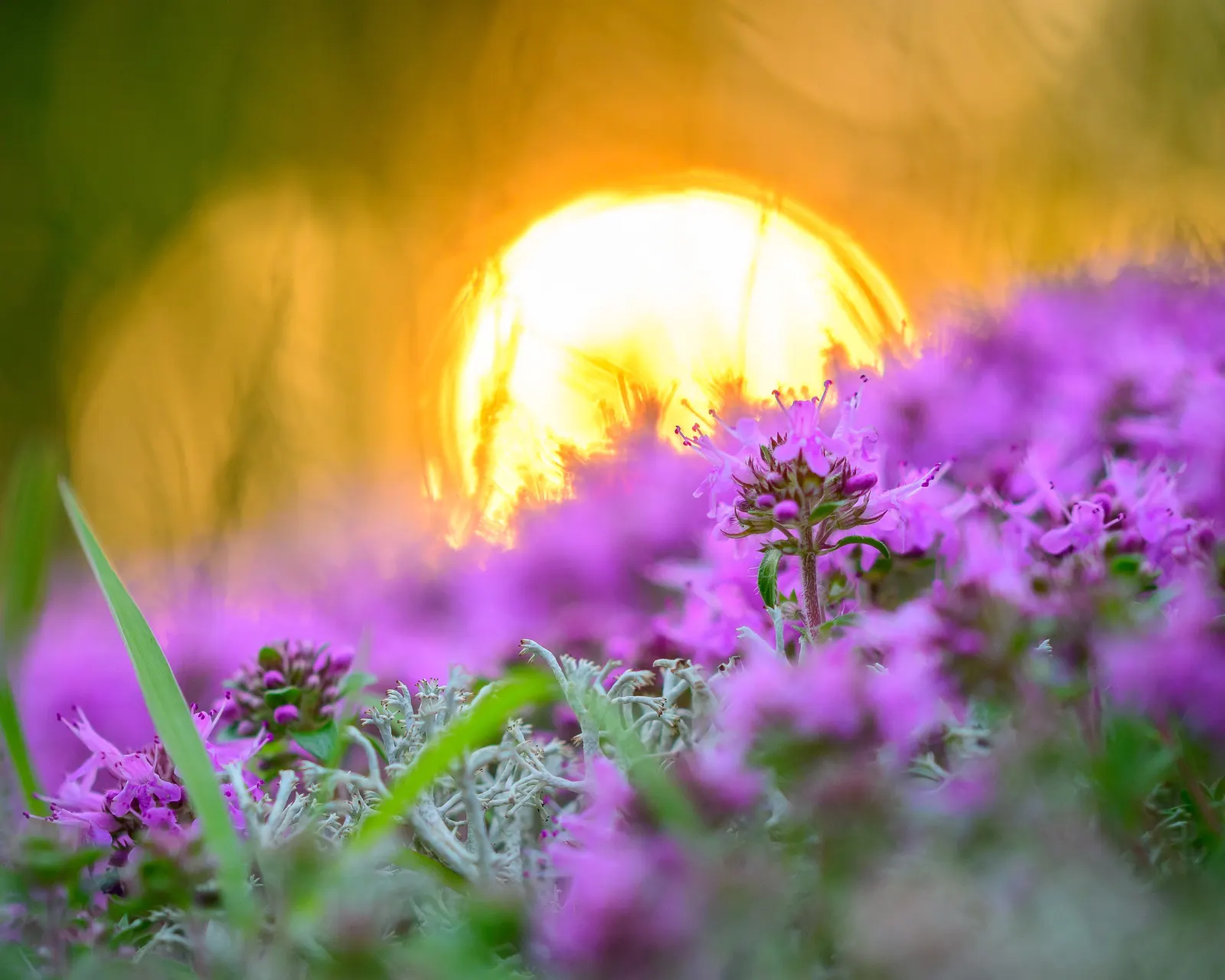Mother Of Thyme (Thymus Serpyllum) — It flourishes in full sun to partial shade and prefers well-drained soil; consider its spreading tendency and, image 53