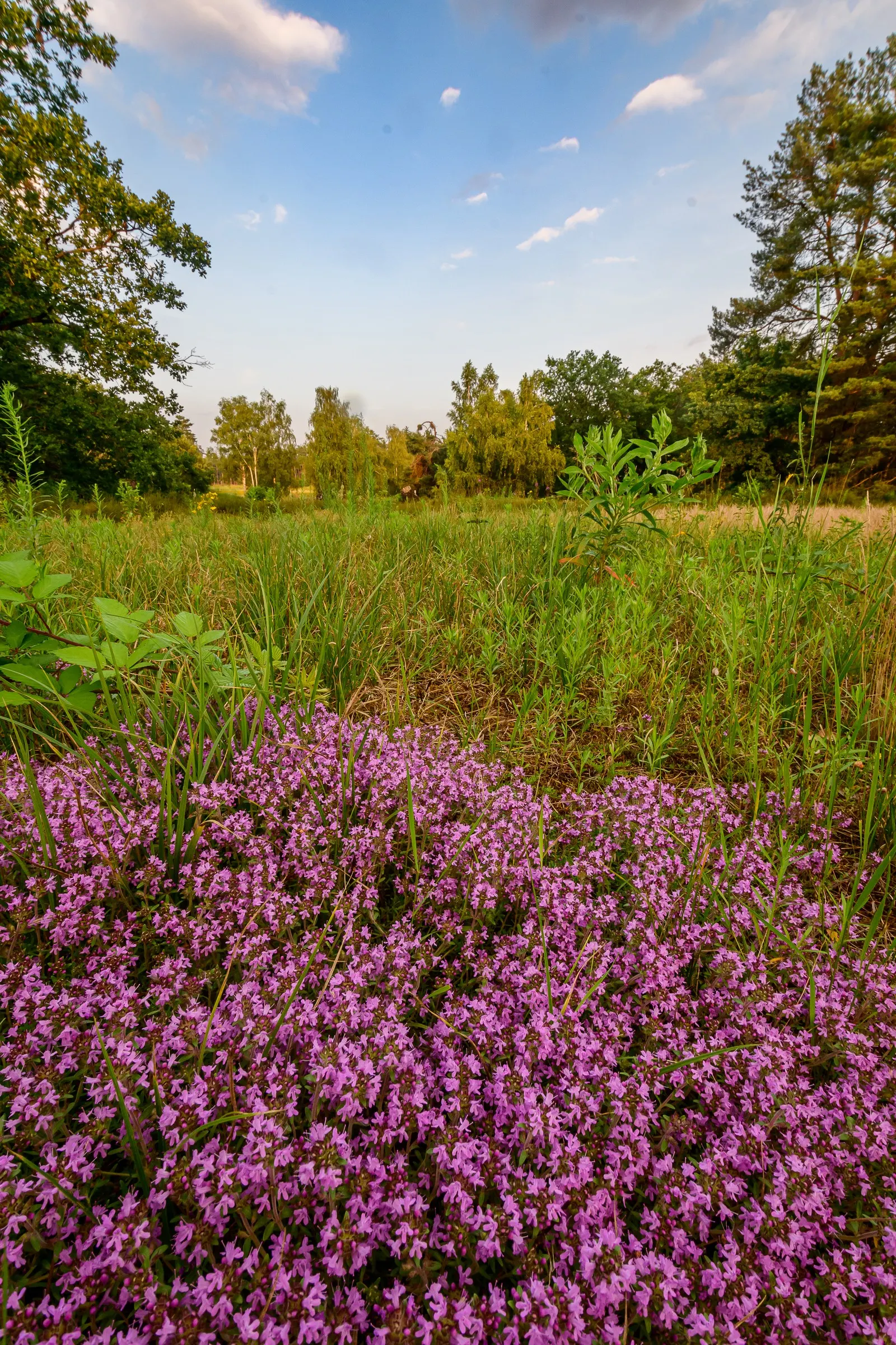 Mother Of Thyme (Thymus Serpyllum) — commonly known as Mother of Thyme; this drought-tolerant groundcover thrives in zones 4-9, preferring full sun, image 89