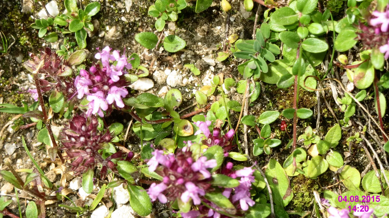 Mother Of Thyme (Thymus Serpyllum) — A layer of mulch can help retain soil moisture during establishment