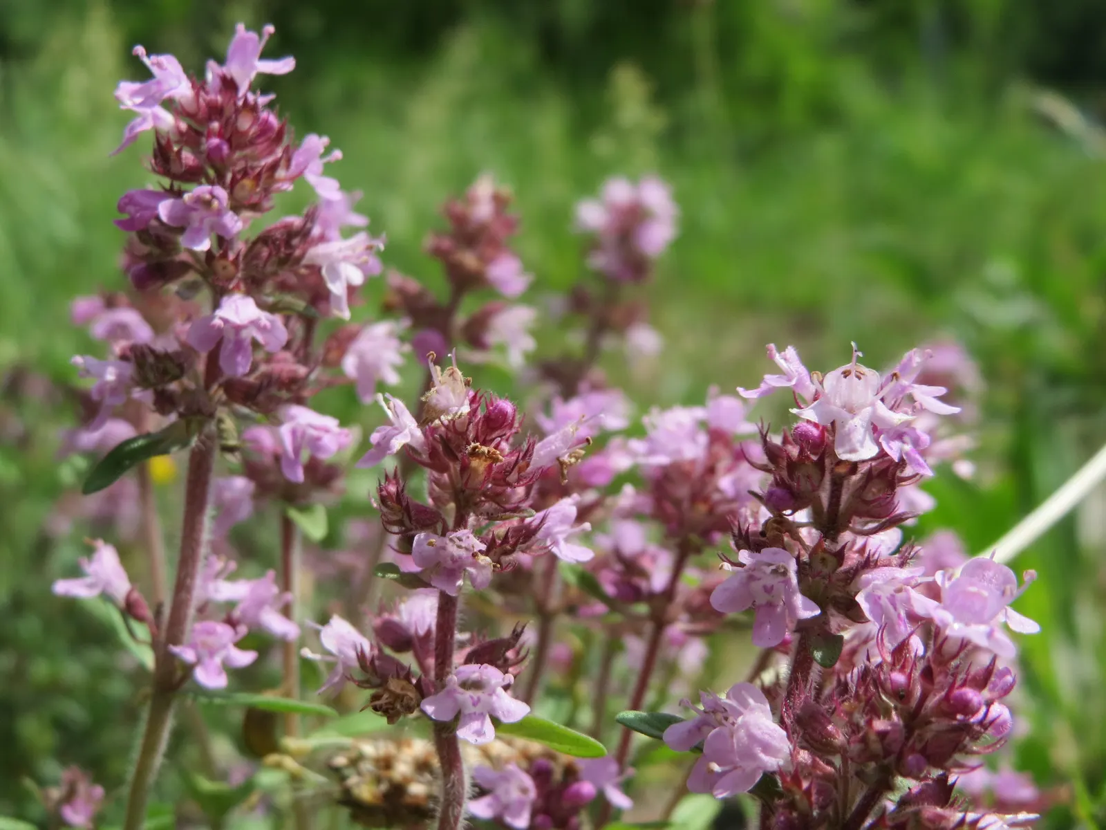 Mother Of Thyme (Thymus Serpyllum) — is a low-growing perennial herb prized for its fragrant foliage and profuse pink to purple blooms; this makes it an