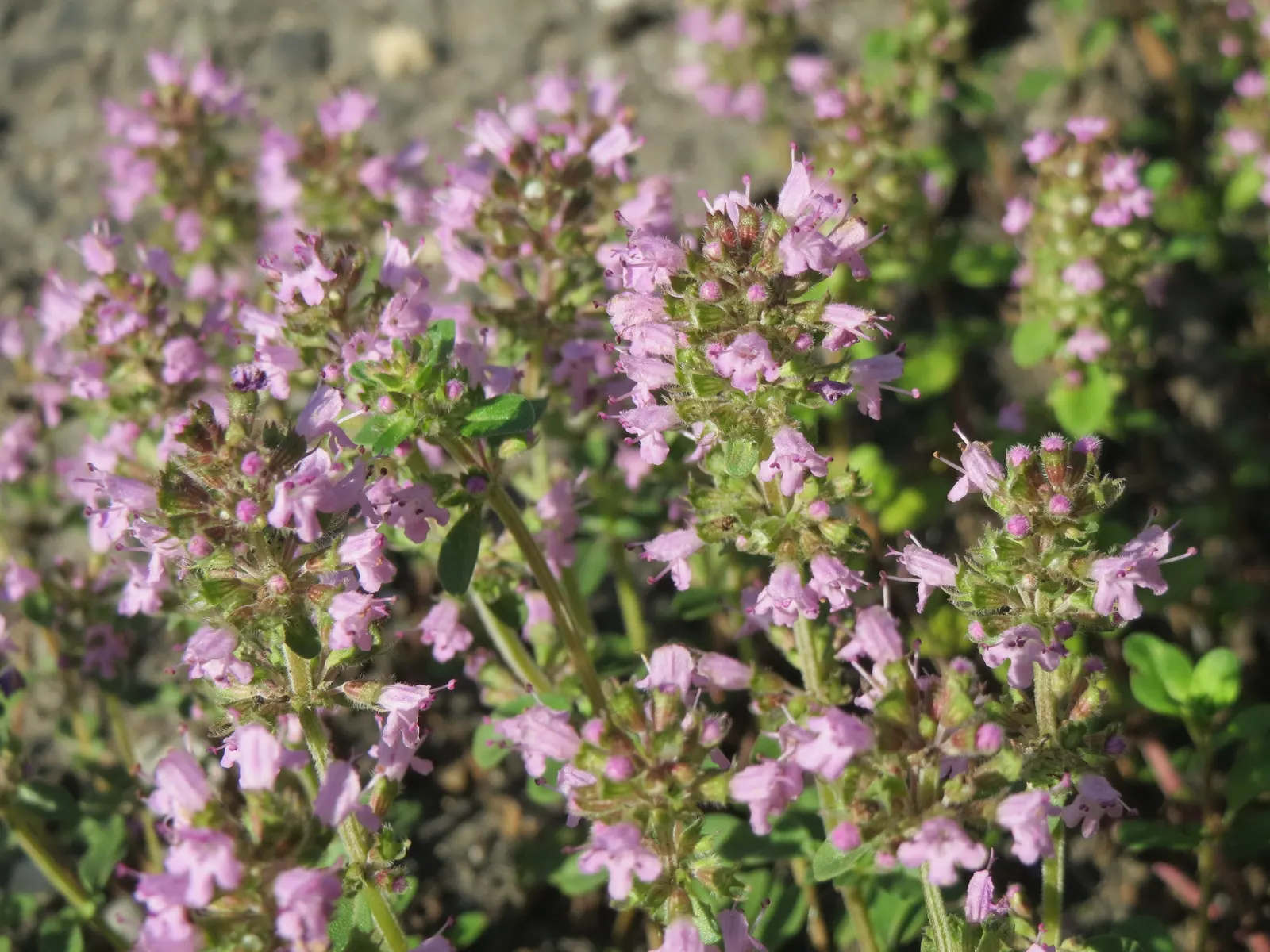 Mother Of Thyme (Thymus Serpyllum) — ground cover with pink blooms; or along borders where its creeping habit can be truly appreciated.<br><br>Flowering from