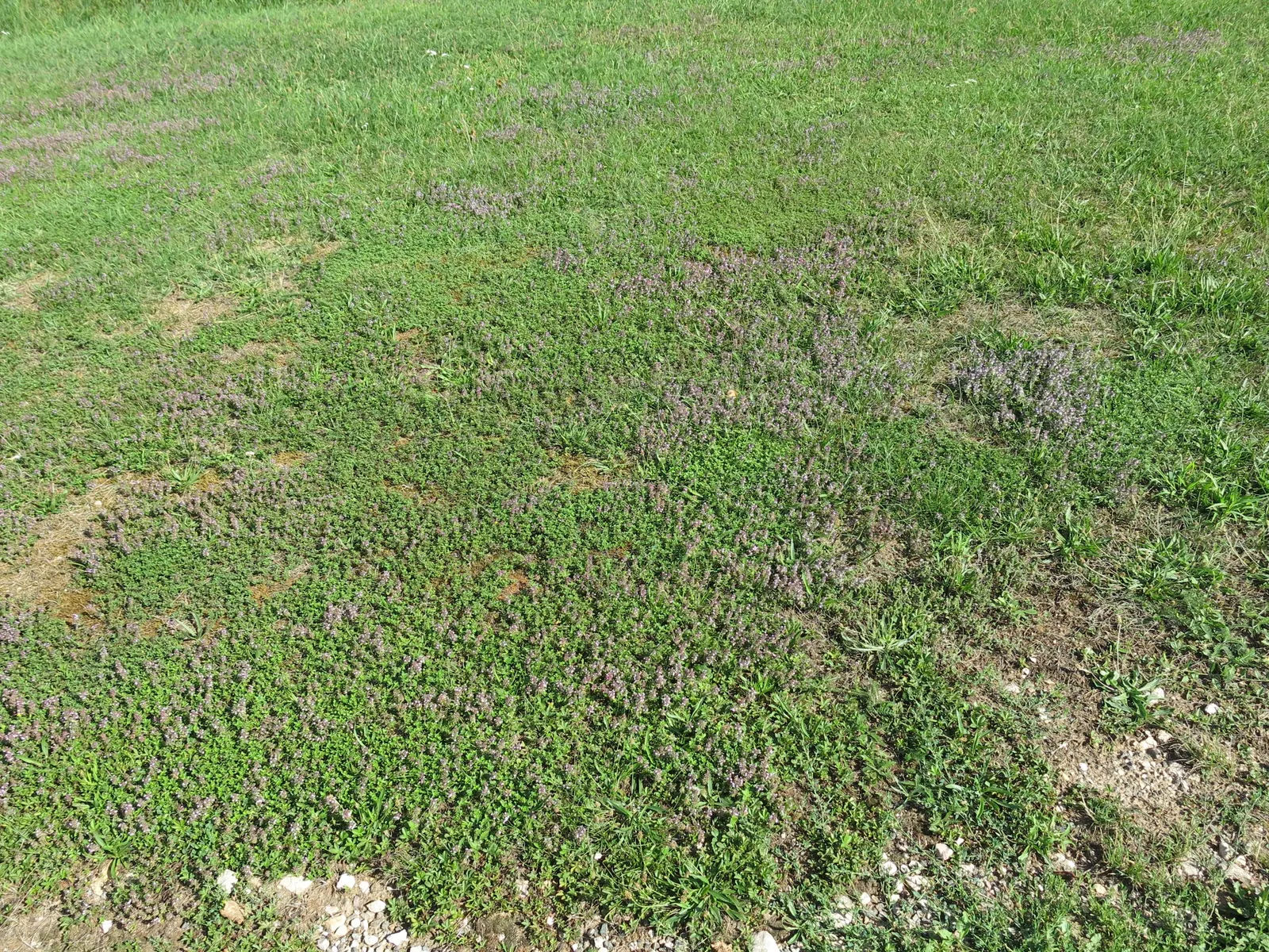 Mother Of Thyme (Thymus Serpyllum) — but allow the soil to dry between watering to ensure optimal health; mother of Thyme presents a profusion of, image 84