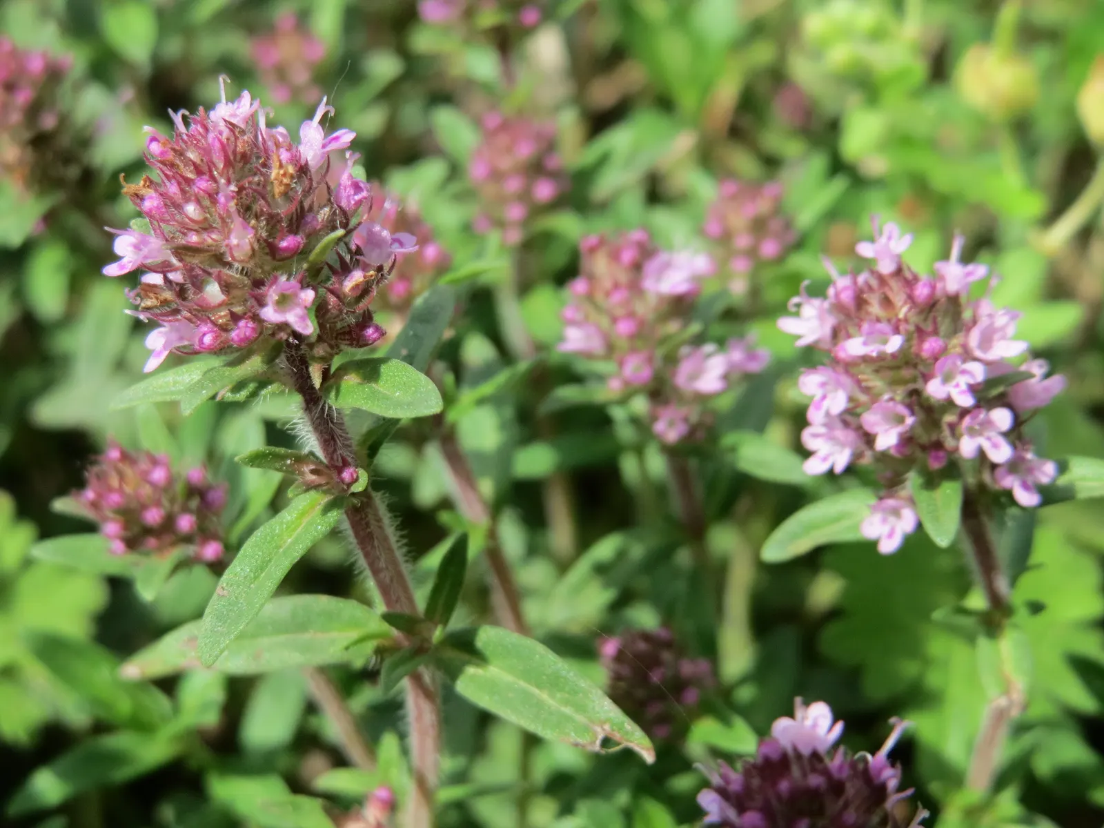 Mother Of Thyme (Thymus Serpyllum) — Regular trimming after flowering can promote a denser, more robust form