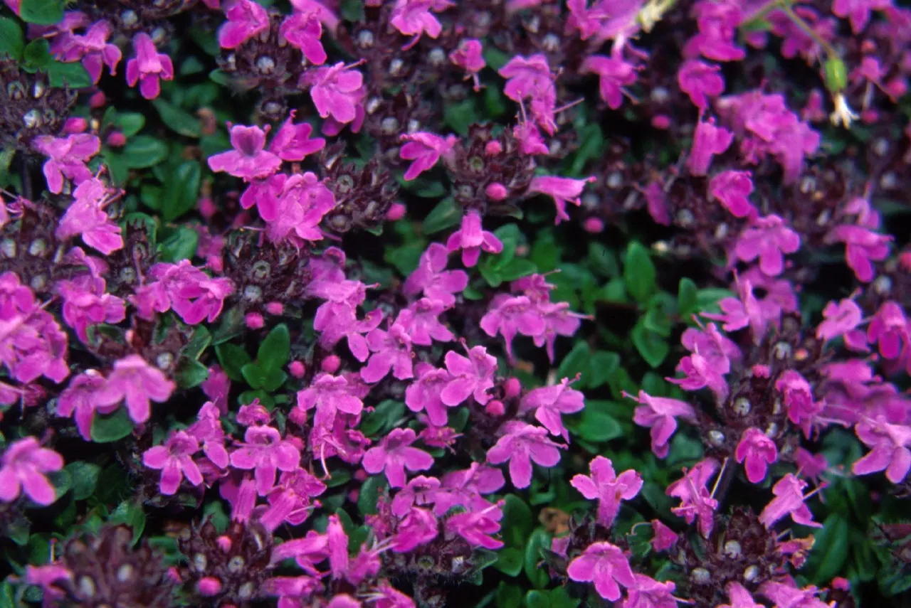 Mother Of Thyme (Thymus Serpyllum) — is a low-growing perennial herb prized for its fragrant foliage and profuse pink to purple blooms; this makes, image 68