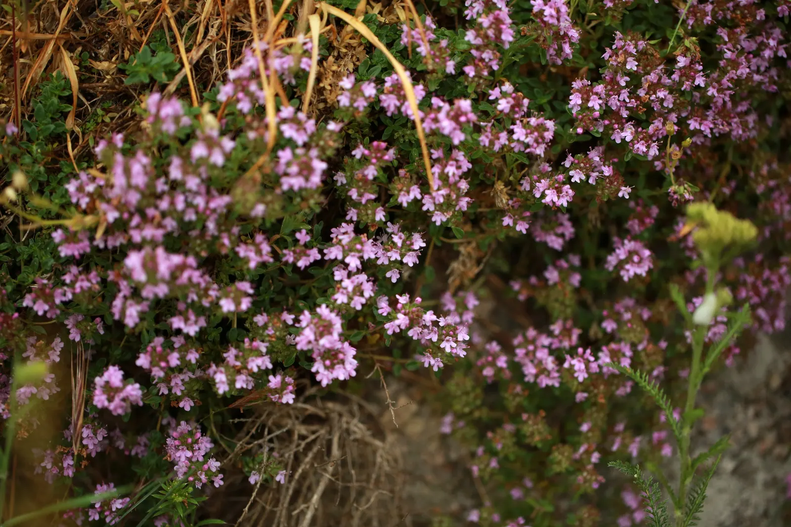 Mother Of Thyme (Thymus Serpyllum) — although it is notably drought-tolerant once established; commonly known as Mother of Thyme, image 98