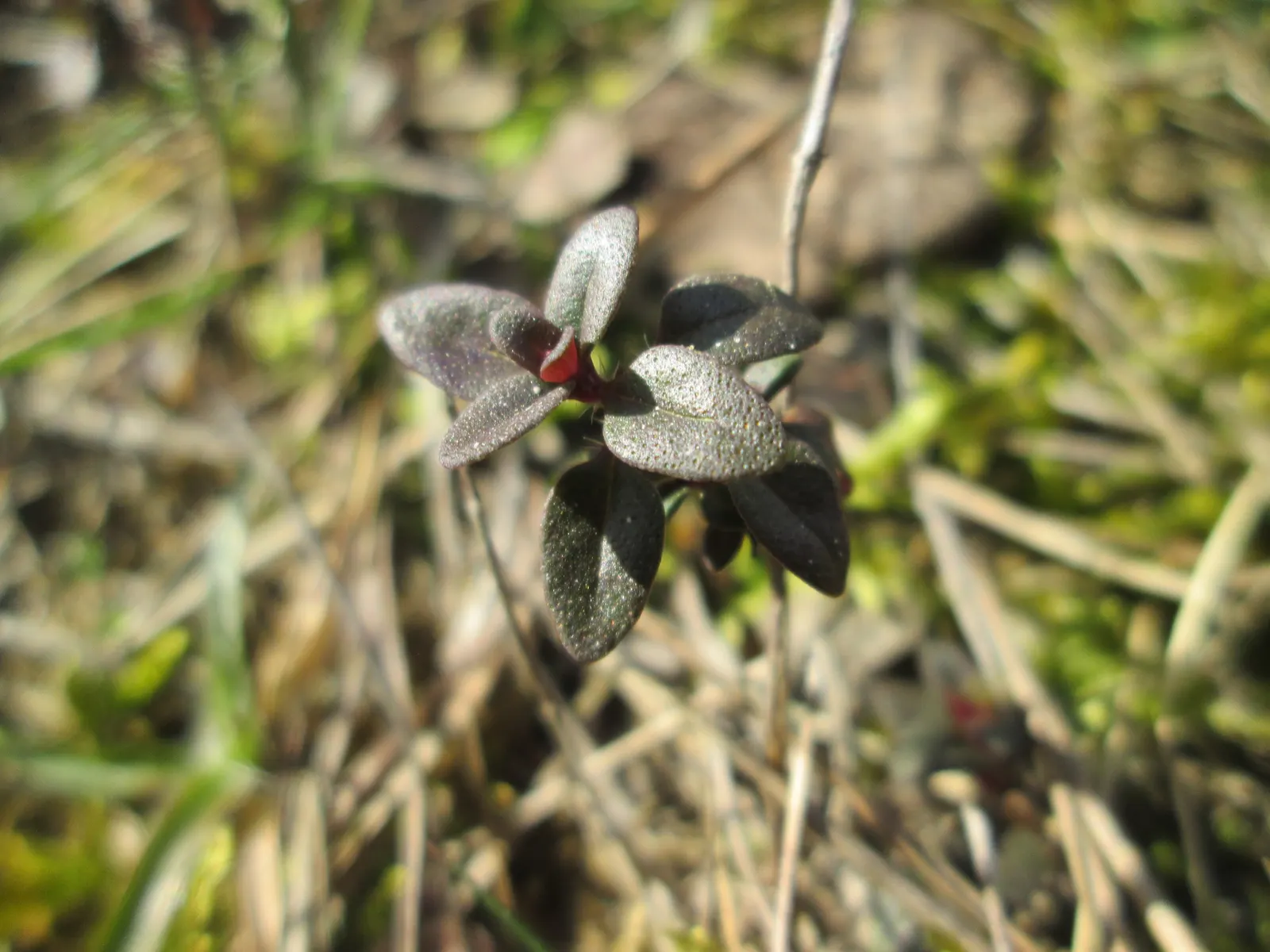 Mother Of Thyme (Thymus Serpyllum) — Regular trimming after flowering can promote a denser, more robust form; pink flowers in the garden