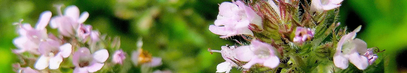 Mother Of Thyme (Thymus Serpyllum) — This makes it an excellent choice for rock gardens; showcasing its resilience to varying climates